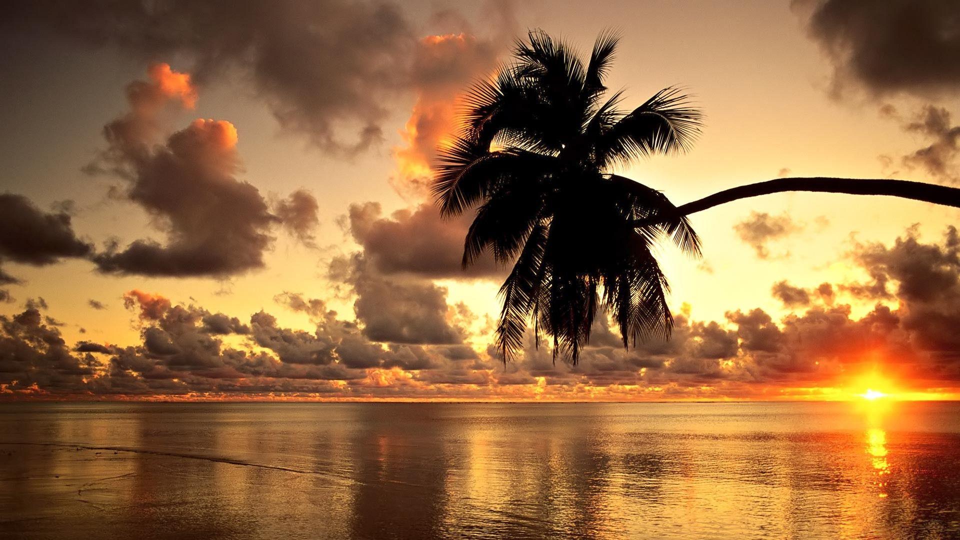 Ocean Sunset With Palm Trees HD Wallpaper, Background Image