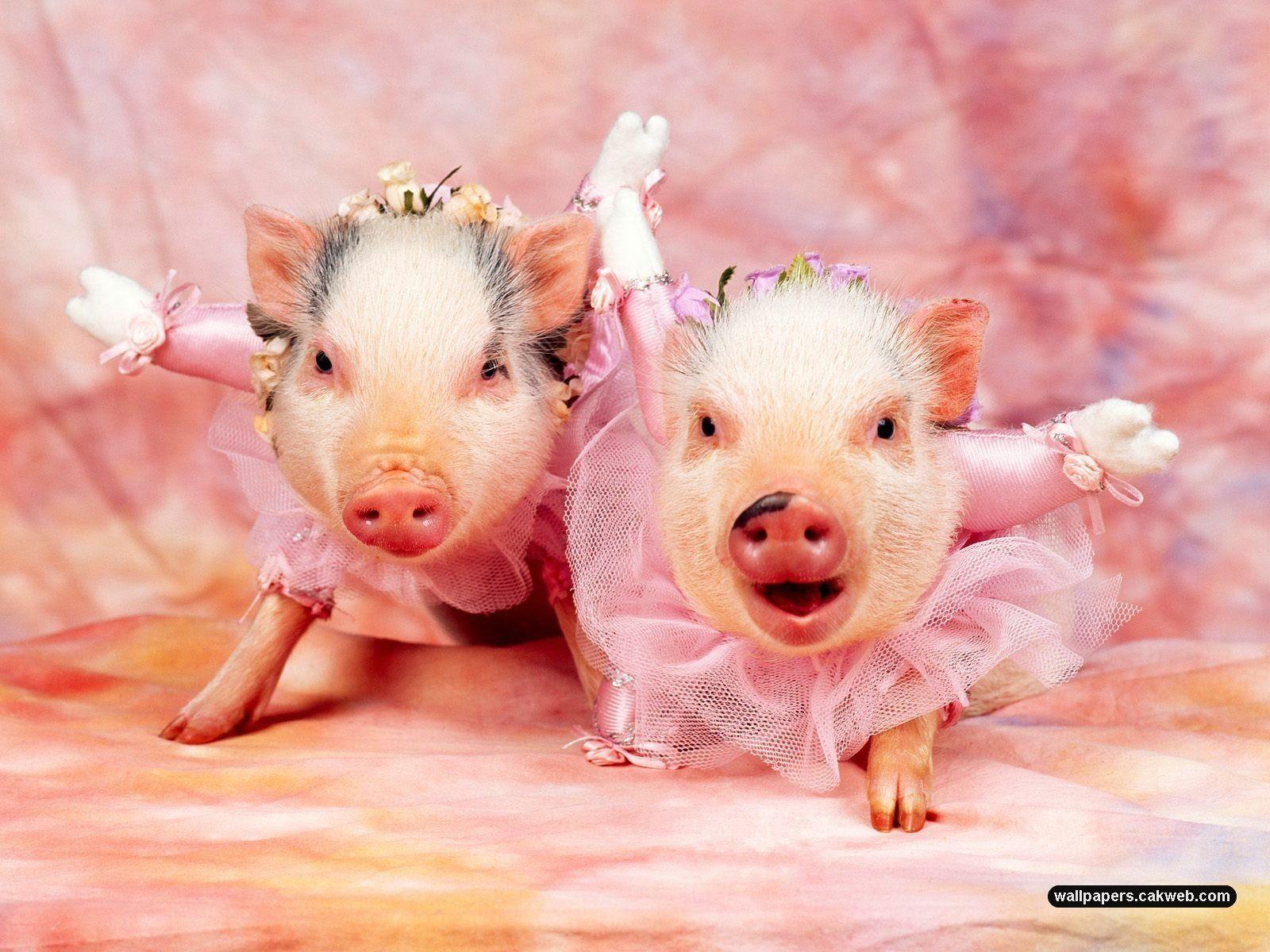 Pigs dressed up. Baby animals :). Cute animals, Cute pigs, Animals