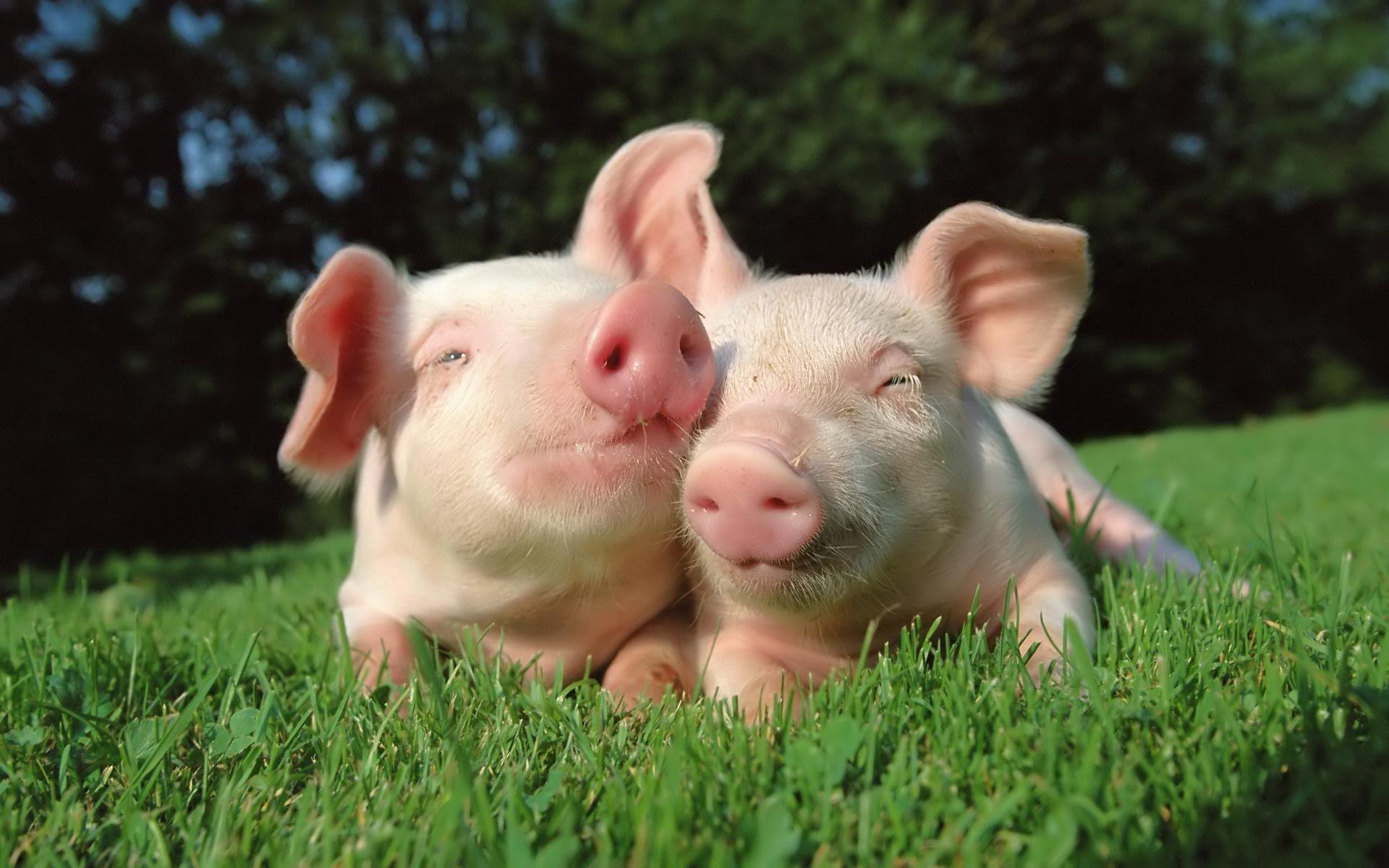 couple of pigs watching. animal. Animals, Cute animals, Cute pigs
