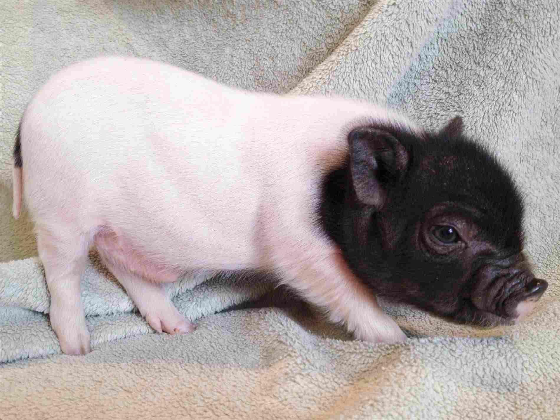 Black Teacup Pig pig picture
