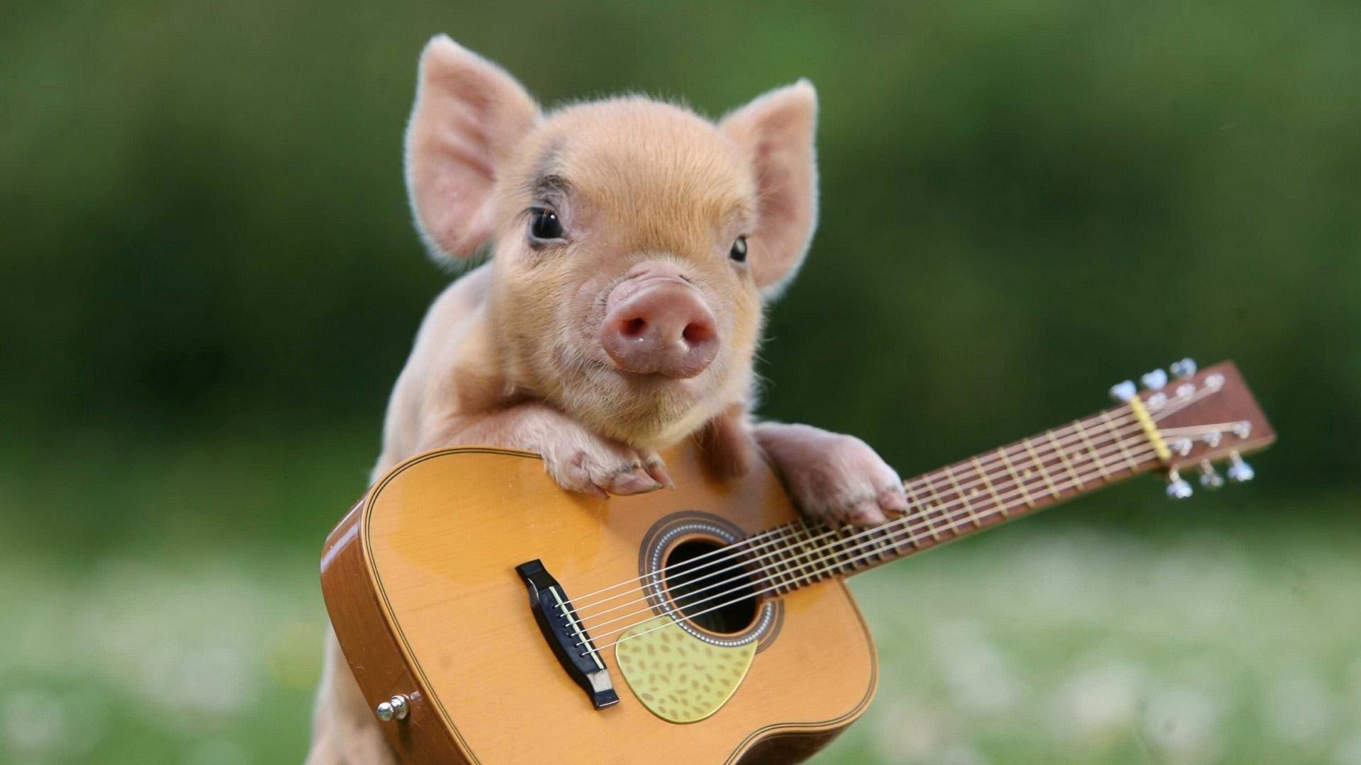 Pig, guitar, cute animal >> HD Wallpaper, get it now!