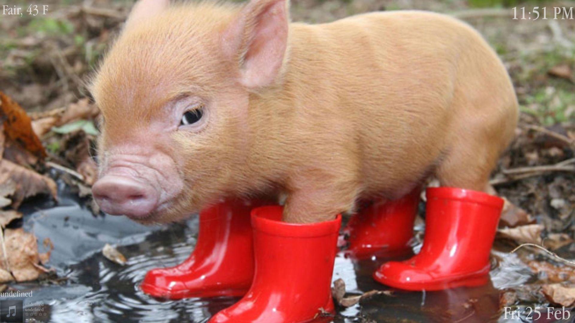 undefined Pig Picture Wallpaper (45 Wallpaper). Adorable