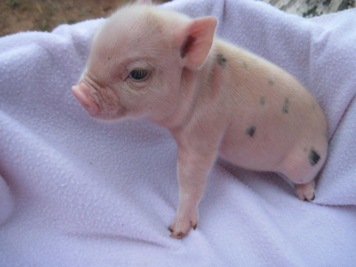 Mini Pink Pot Belly Pig 65544