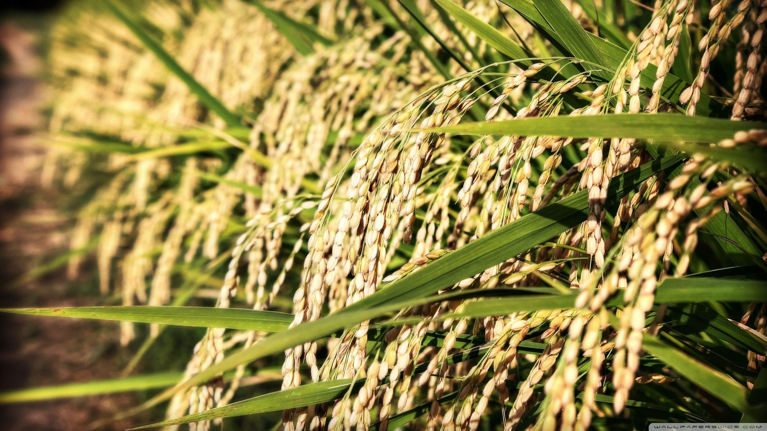Rice Wallpaper HD Background