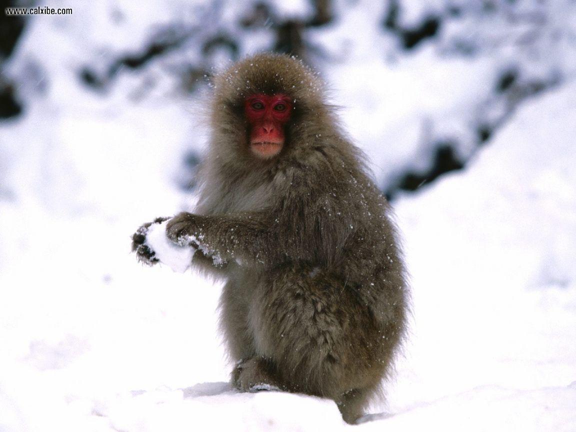 Animals: Starting A Snowball Fight Japanese Snow Monkey, picture nr