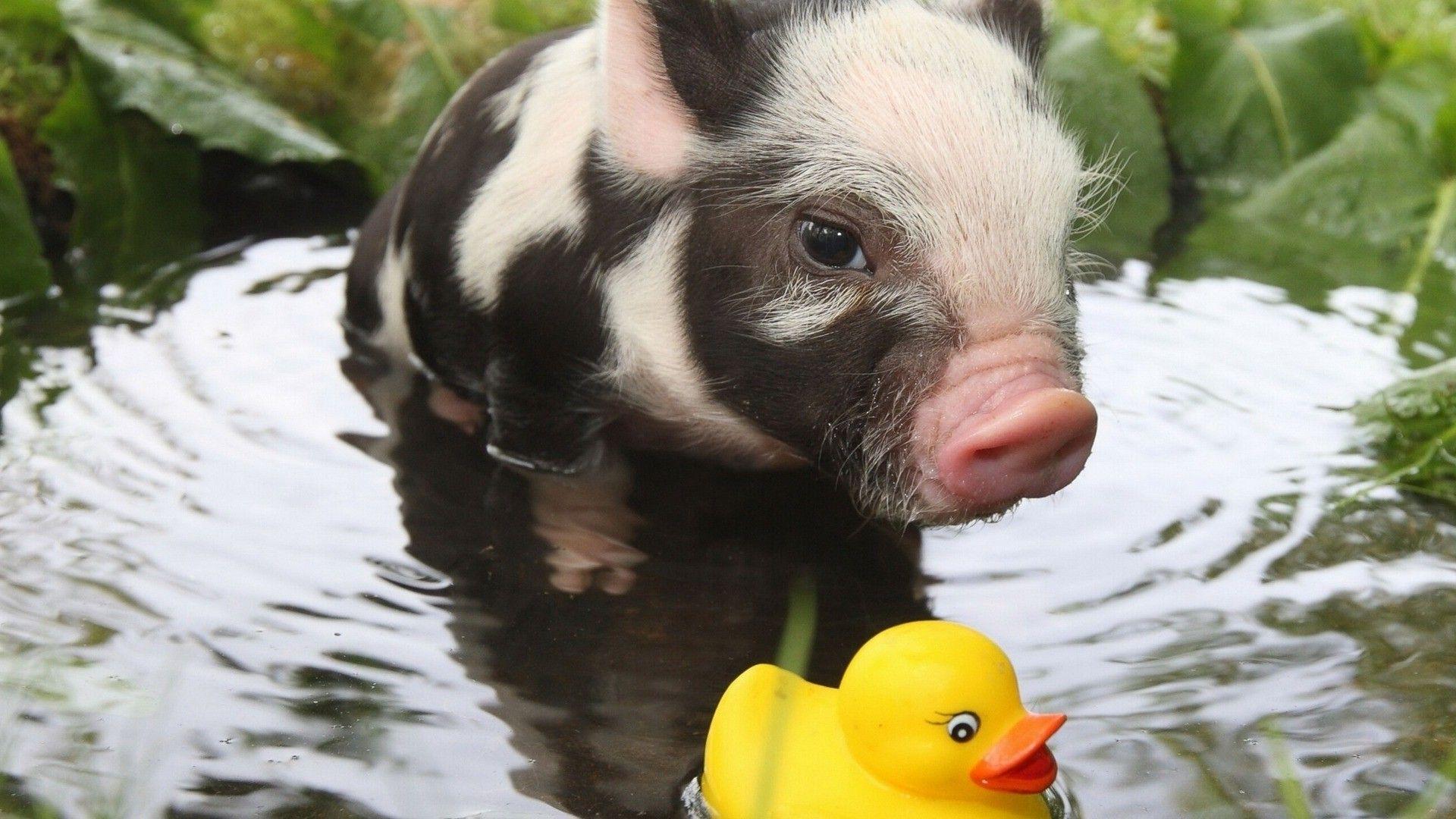 Rubber Ducks, Pigs, Baby Animals, Animals, Water Wallpaper HD