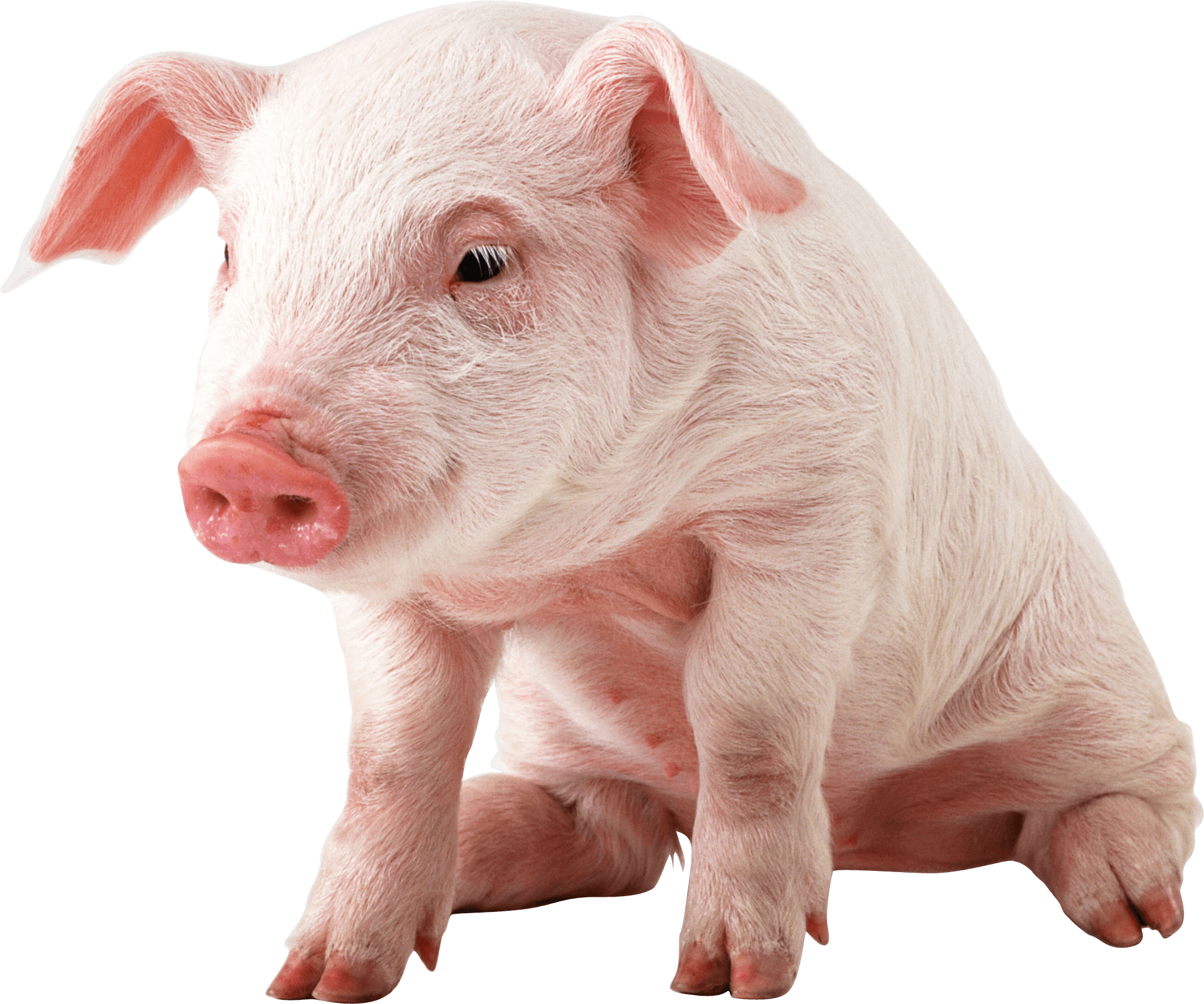 Baby Pig PNG HD Transparent Baby Pig HD PNG Image