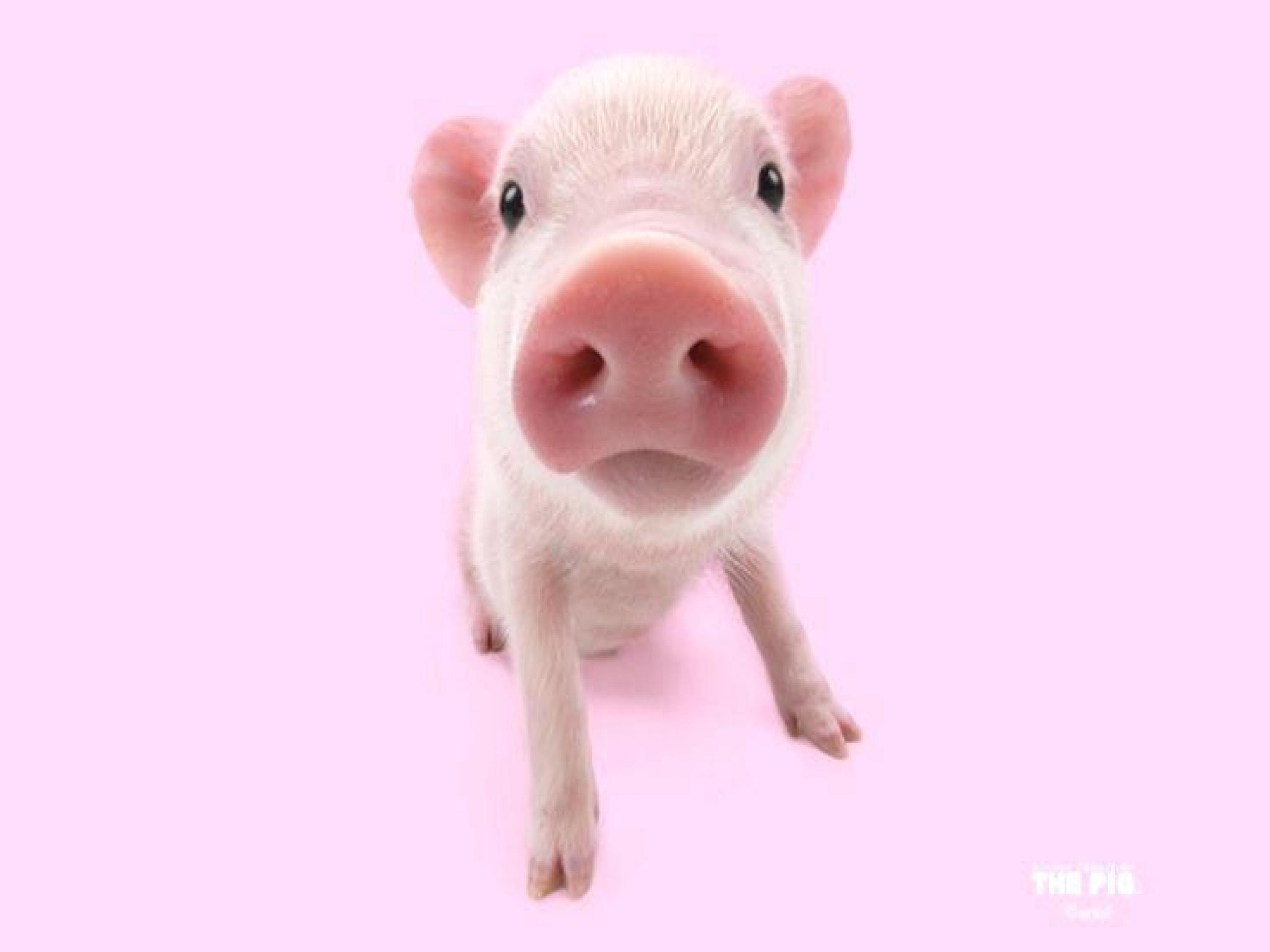 Baby Piglet Wallpaper 736x