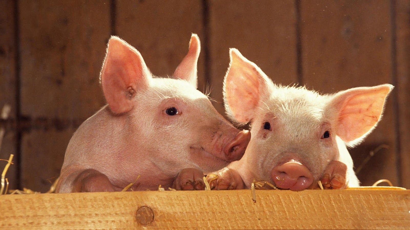 Baby Pigs HD Wallpaper, Background Image