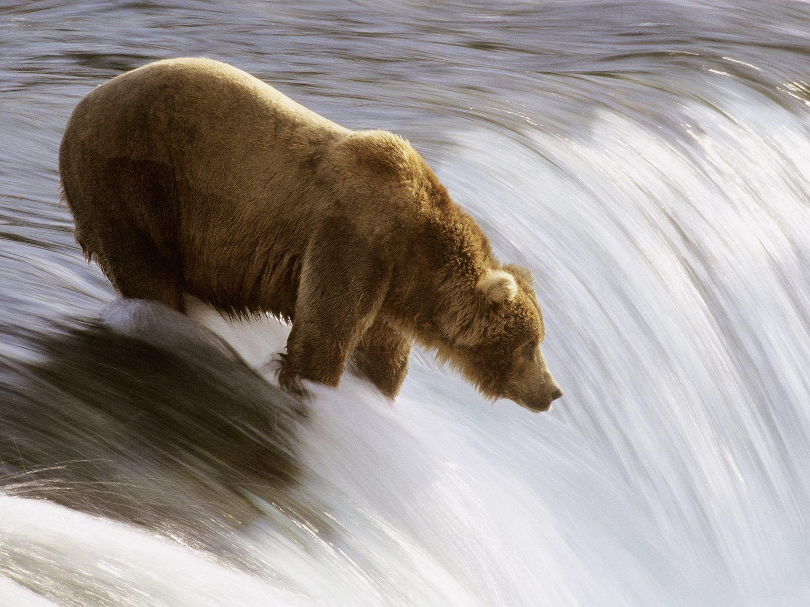 Grizzly Fishing Wallpaper Bears Animals Wallpaper in jpg format