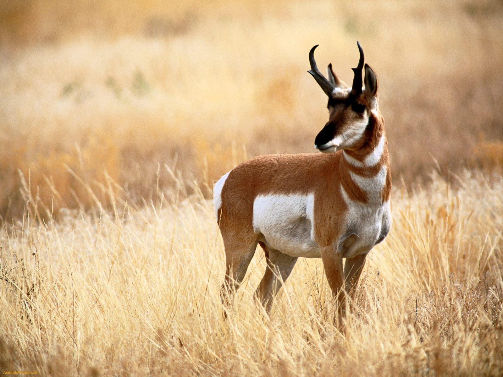 N African Antelope image