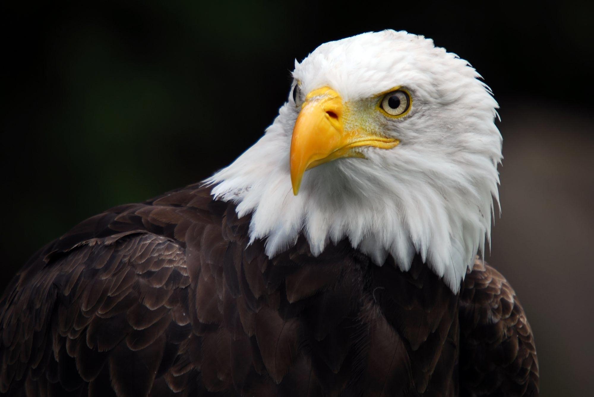 Bald Eagle Wallpaper and Background Image