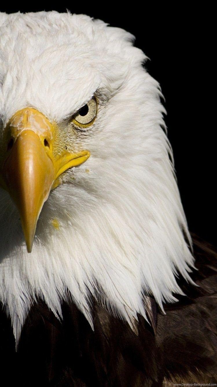 IPhone 6S Animal Bald Eagle Wallpaper Desktop Background