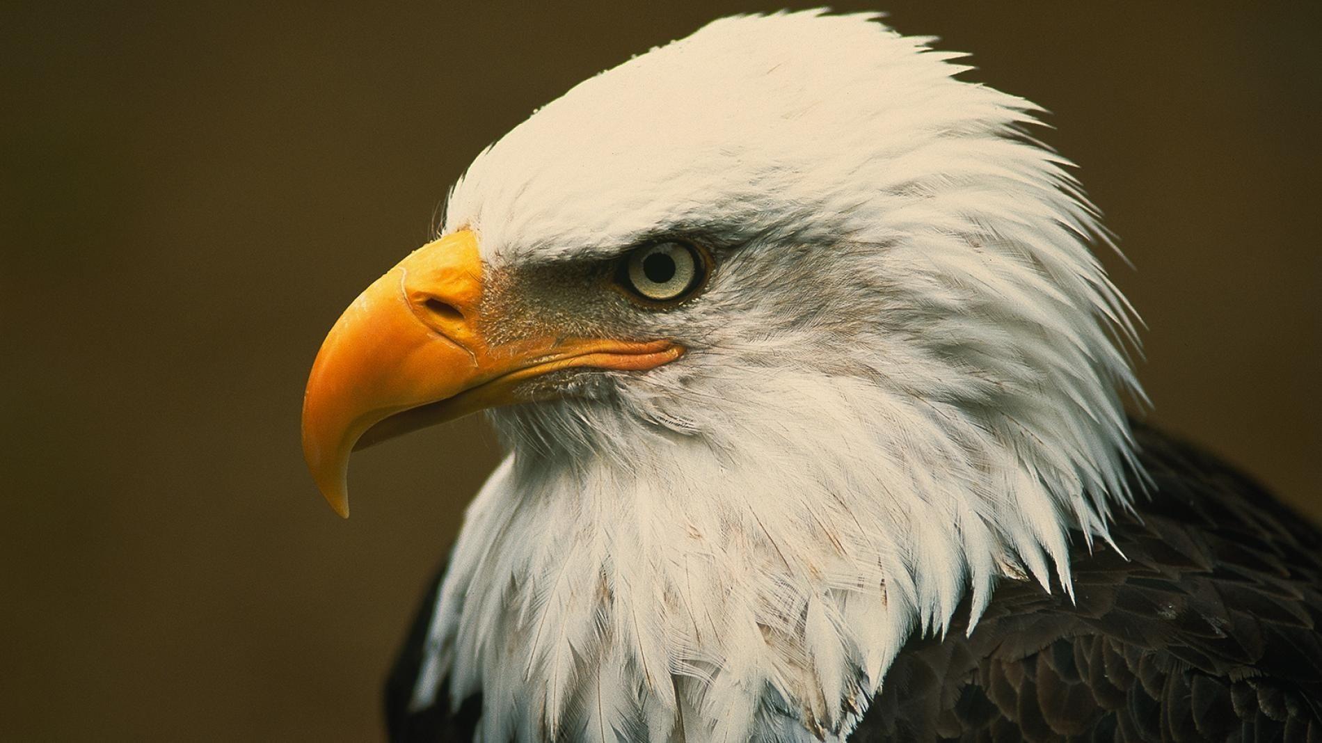 Download Amazing 3 Year Old Bald Eagle Wallpaper