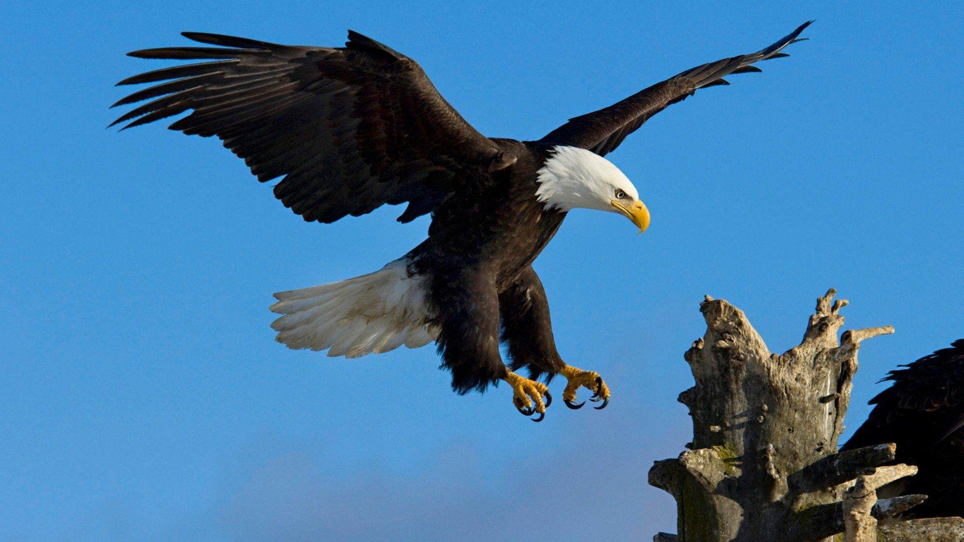 Free Bald Eagle Wallpaper D