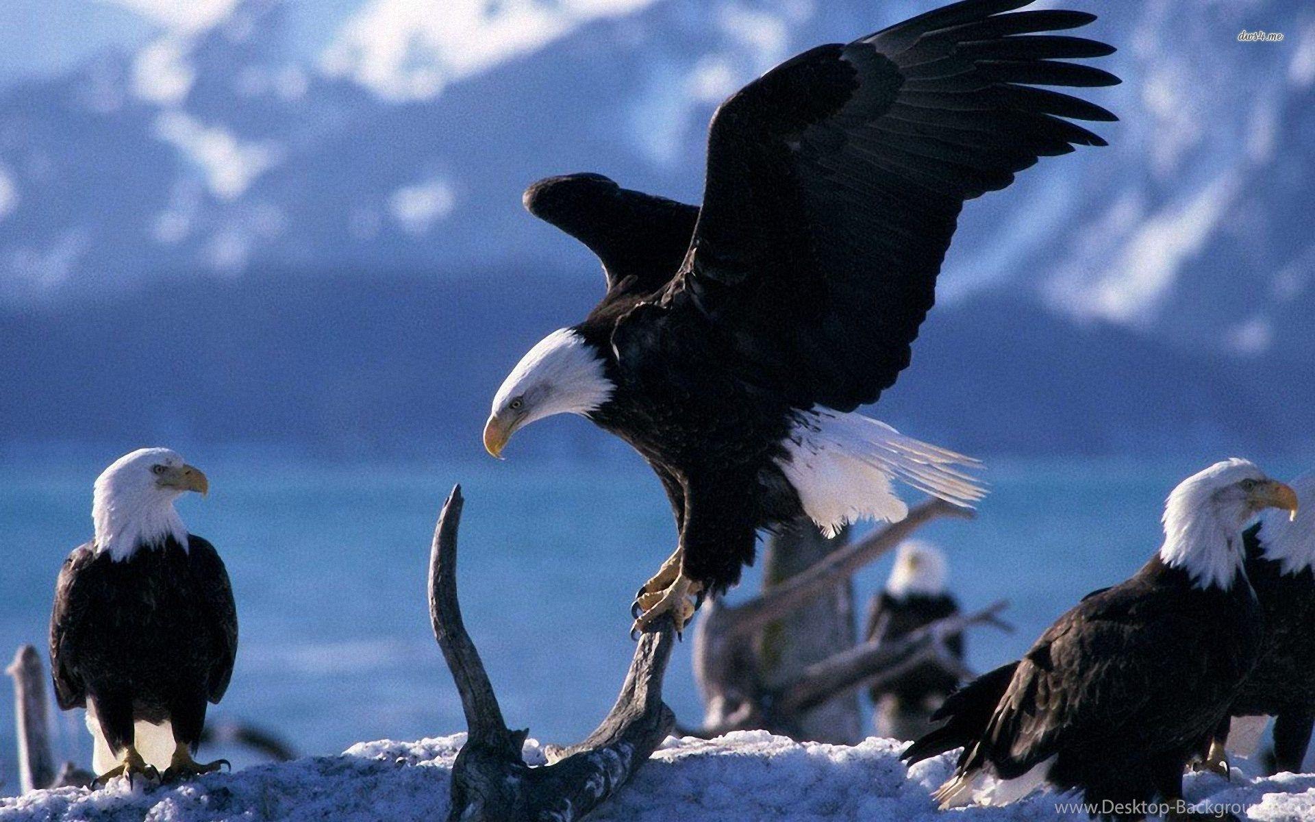 American Bald Eagles Wallpaper Animal Wallpaper Desktop Background