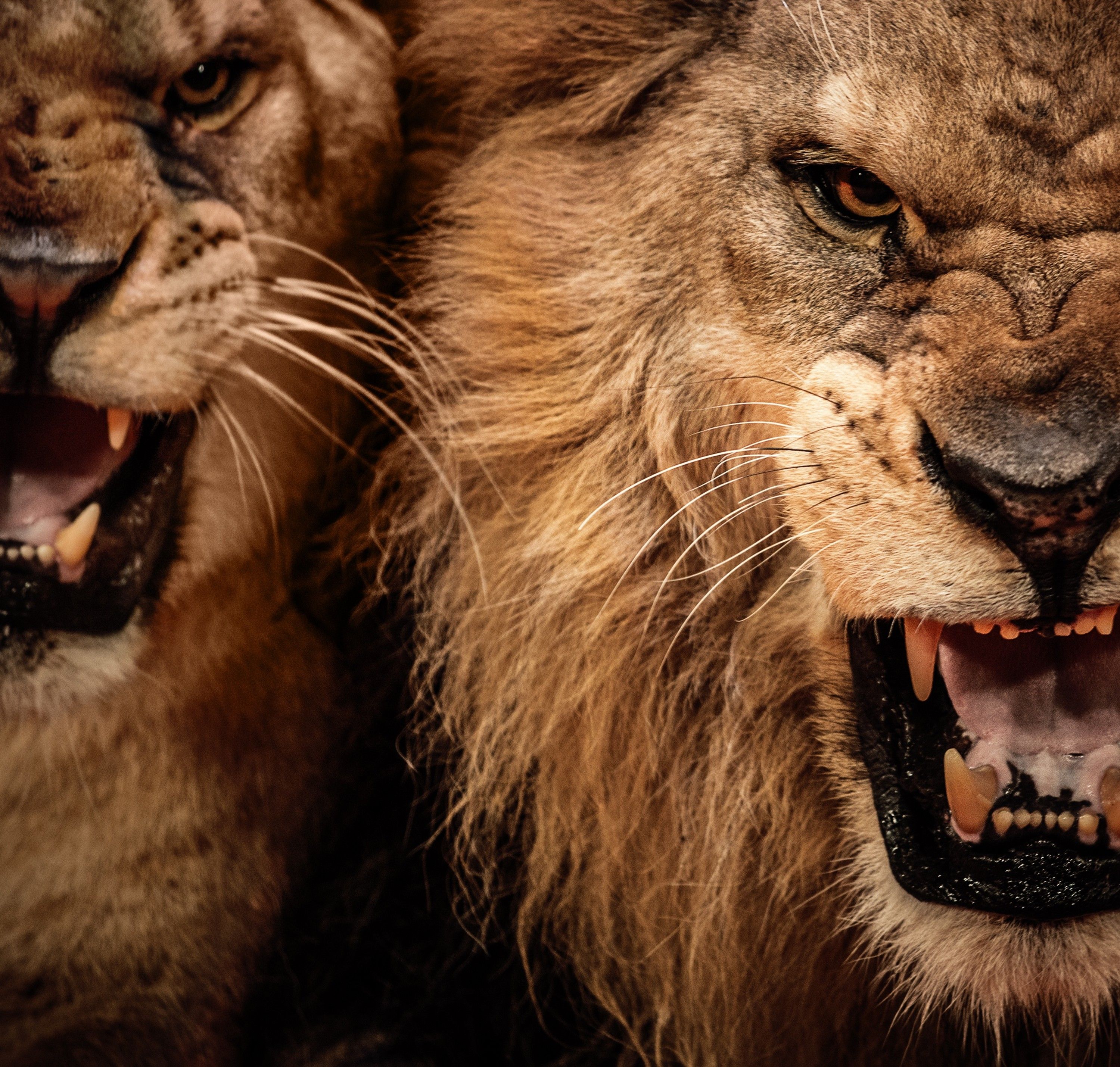 lion-head-roaring-wallpapers-wallpaper-cave