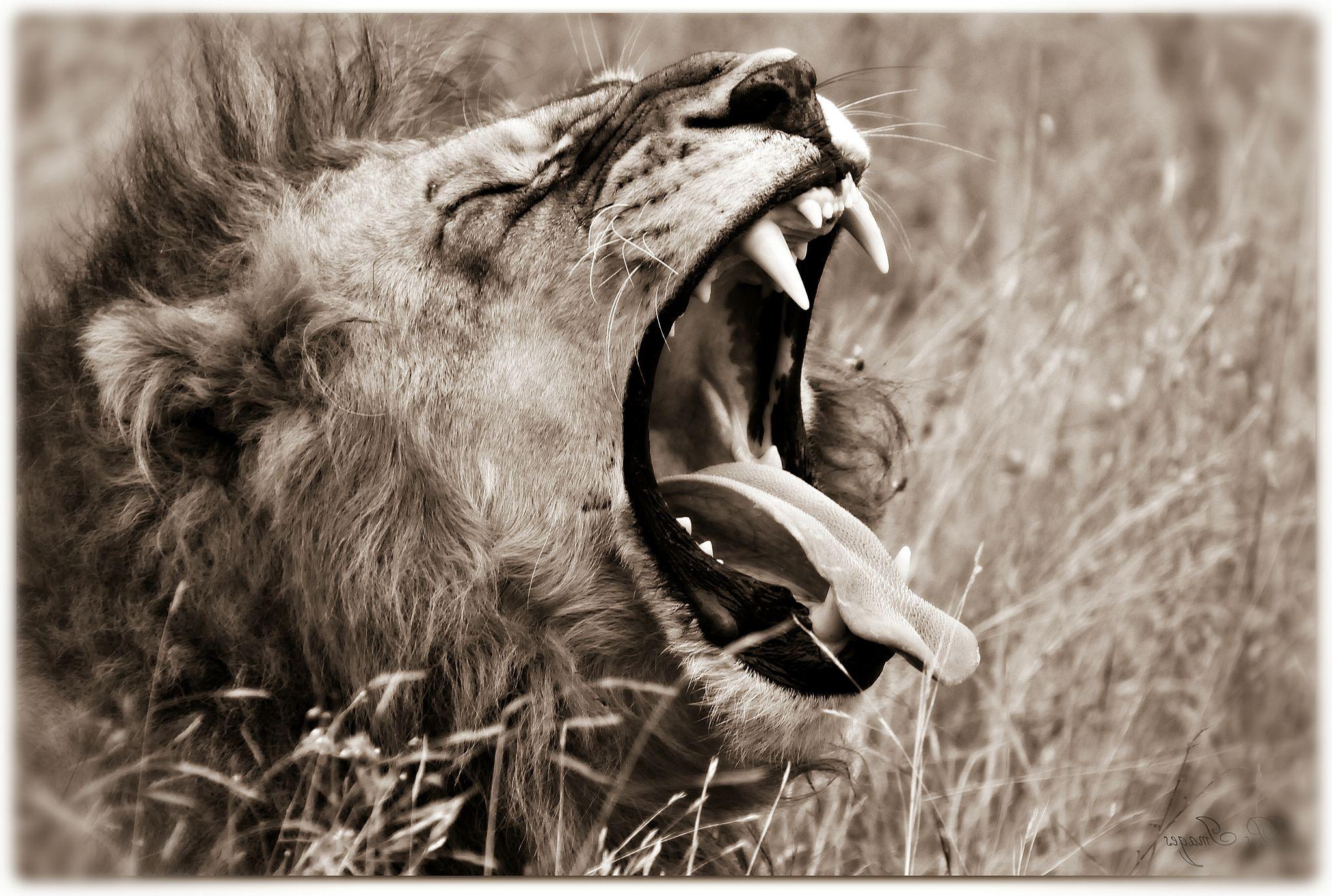 Big cats Lions Head Teeth Roar wallpaperx1377