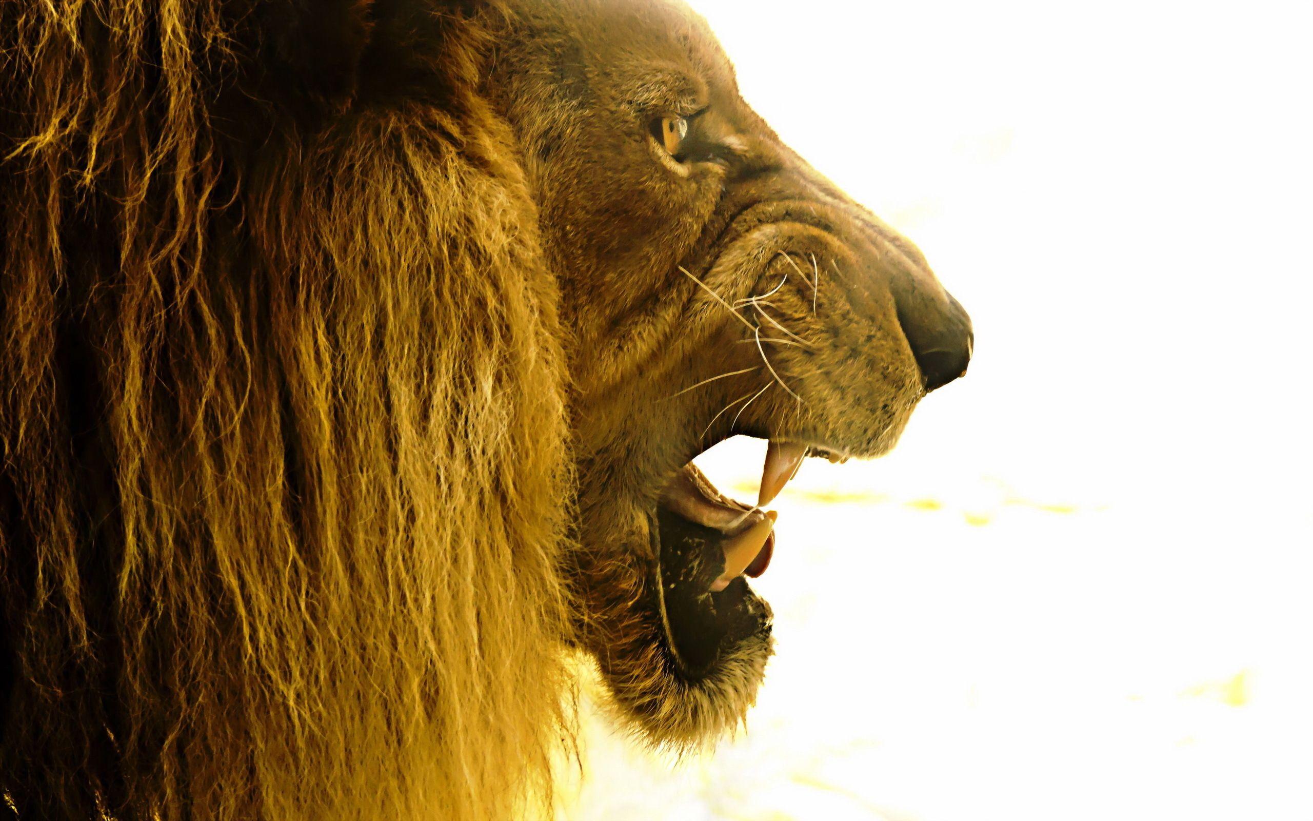Picture Lions Big cats Roar Head Animals 2560x1600