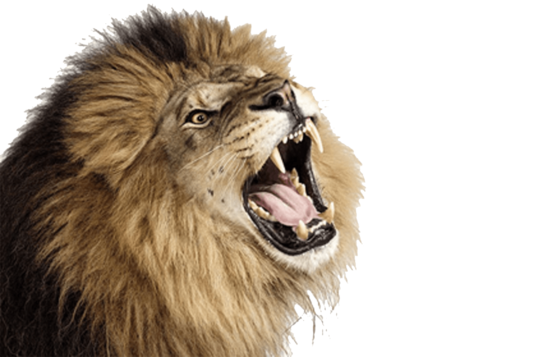 PNG Lion Head Roaring Transparent Lion Head Roaring.PNG Image
