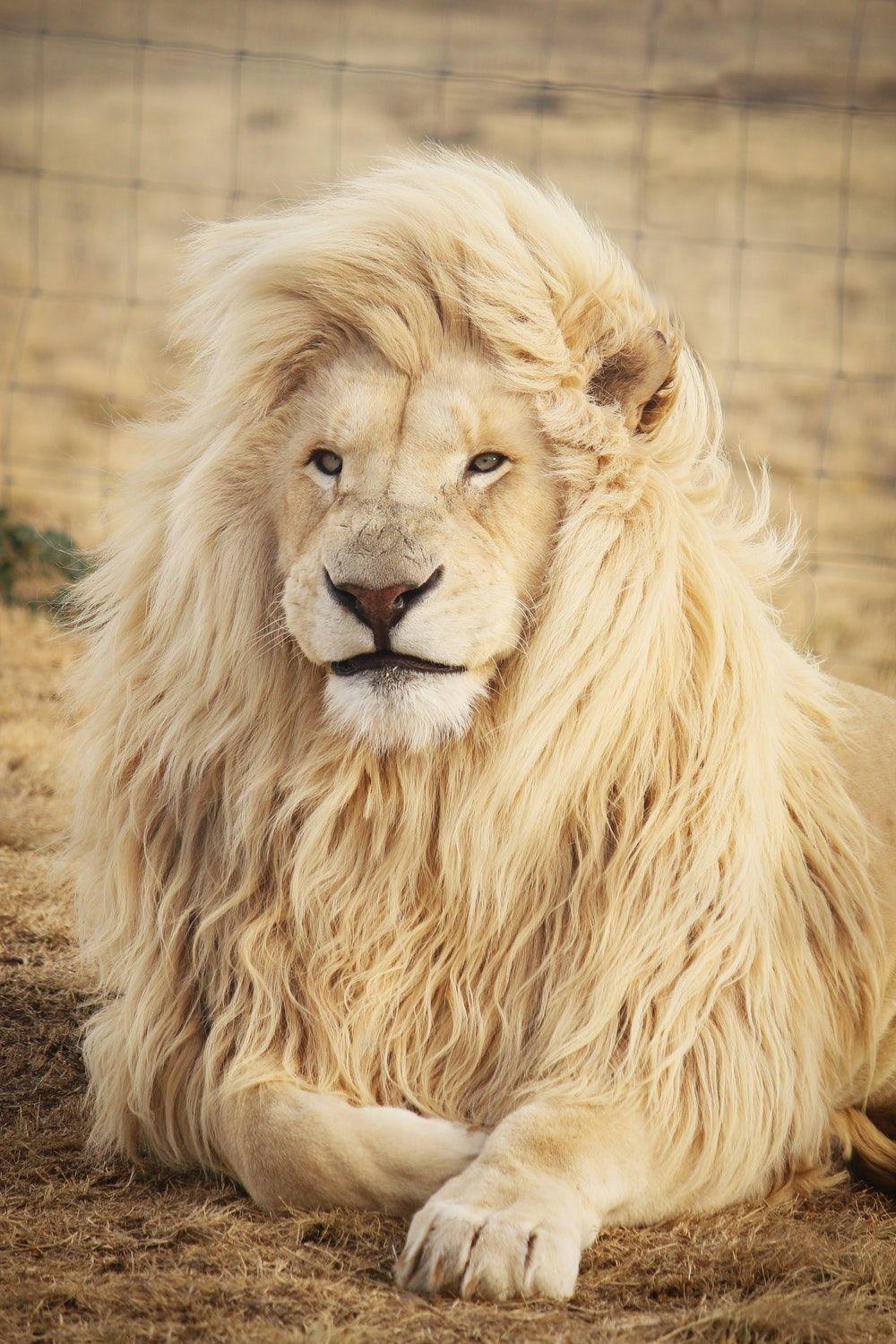 Lion Picture & Image. Download Free Image & Stock