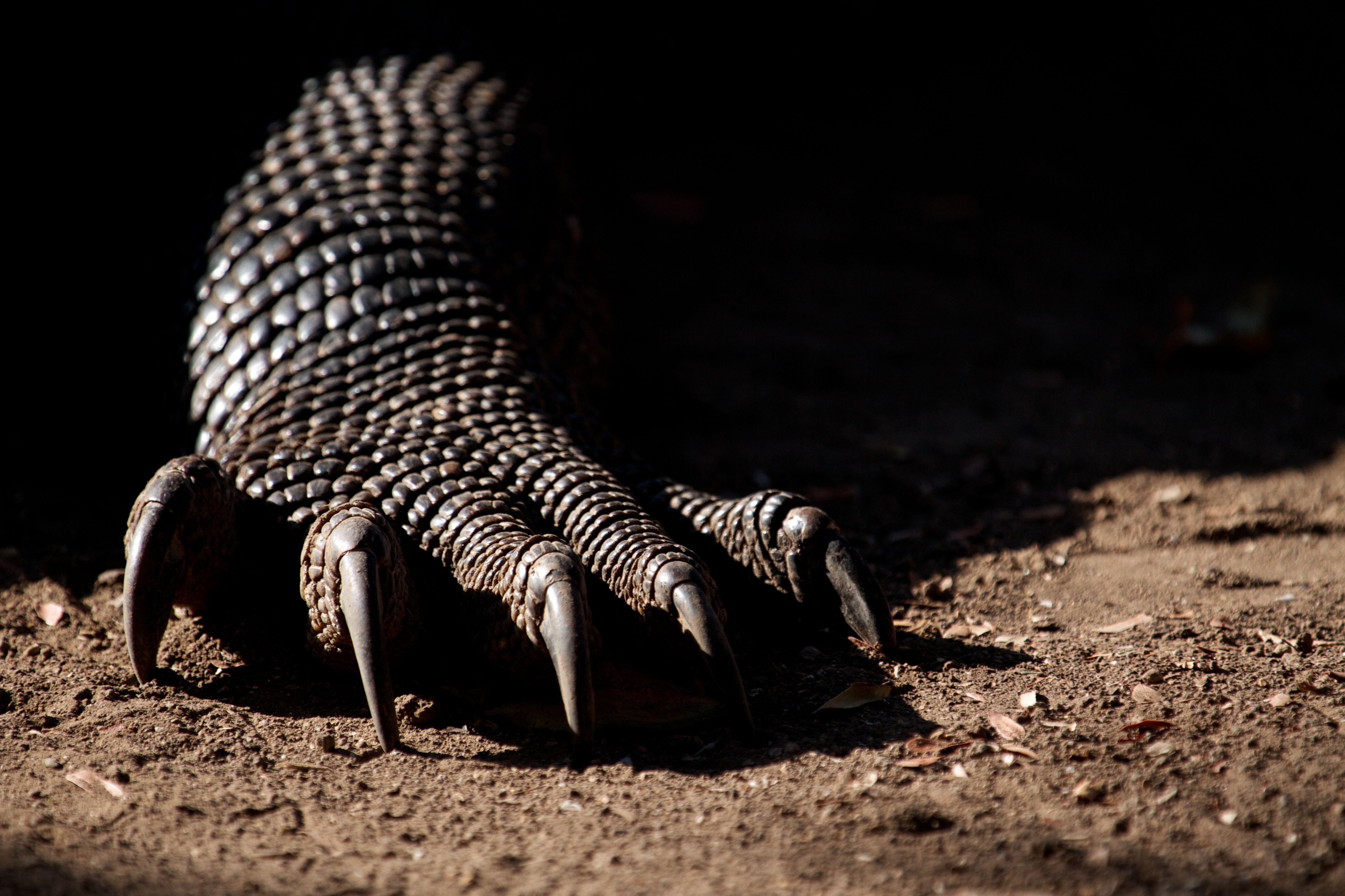 Komodo Dragon Wallpaper 16 X 3456