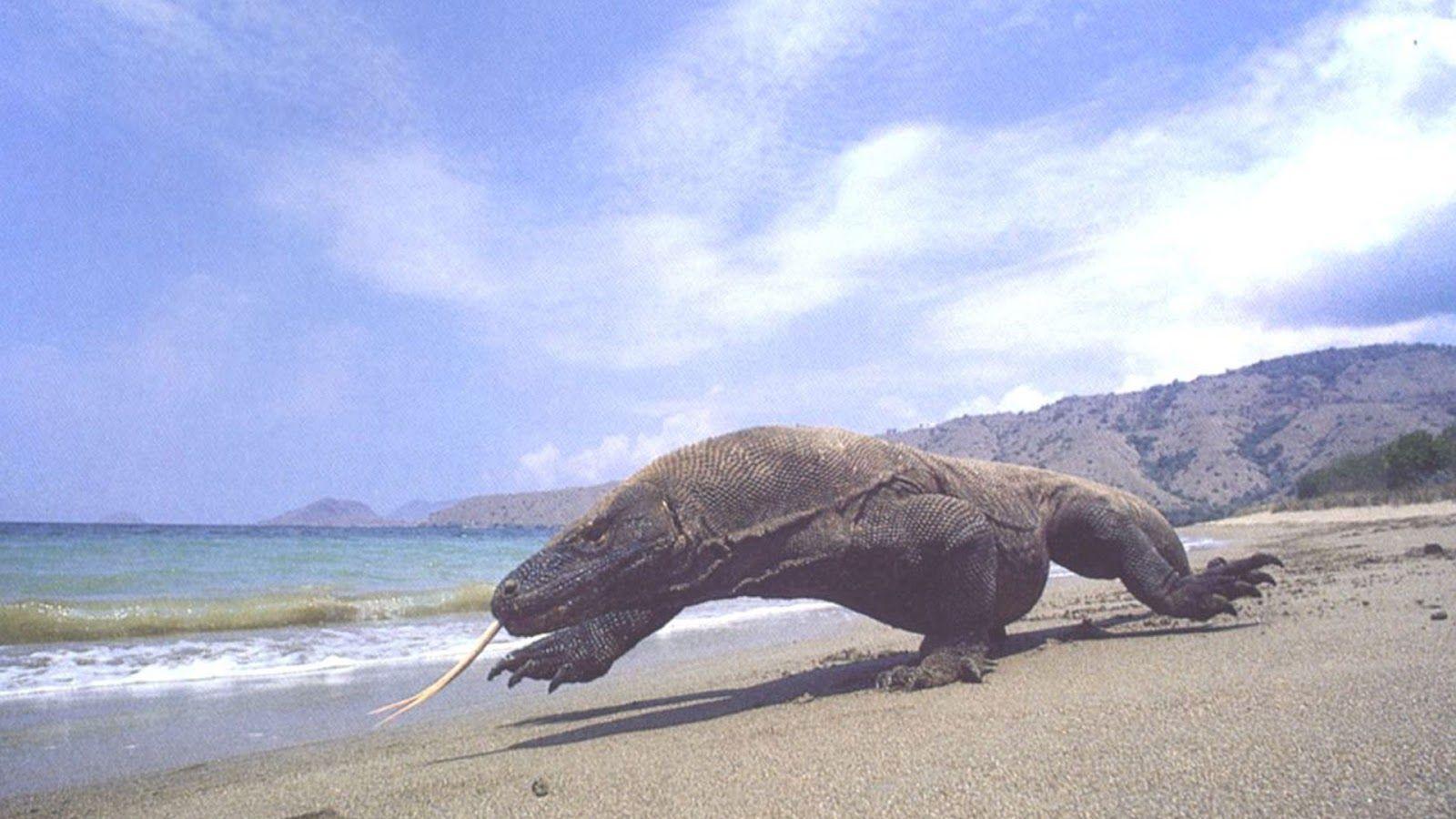 Komodo Wallpapers - Wallpaper Cave