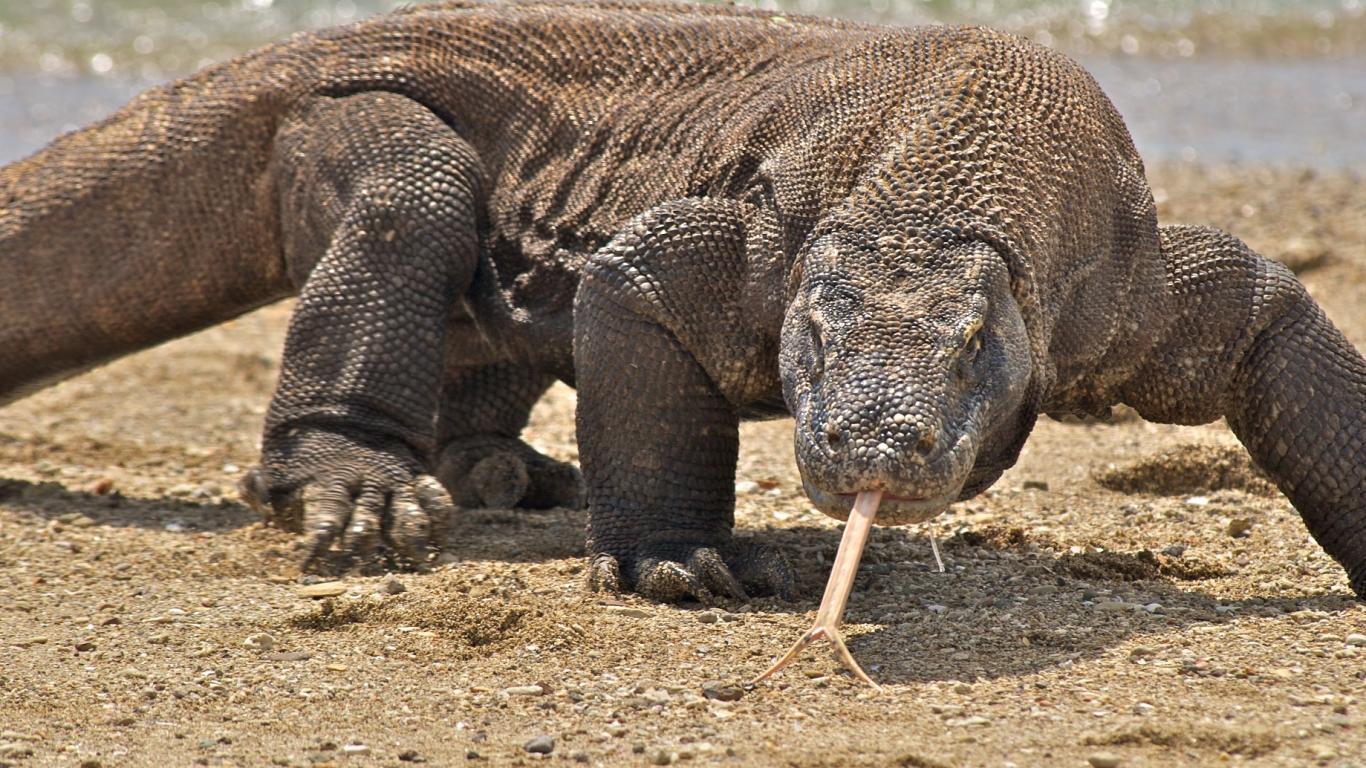 Komodo Dragon Wallpaper 2 X 1166