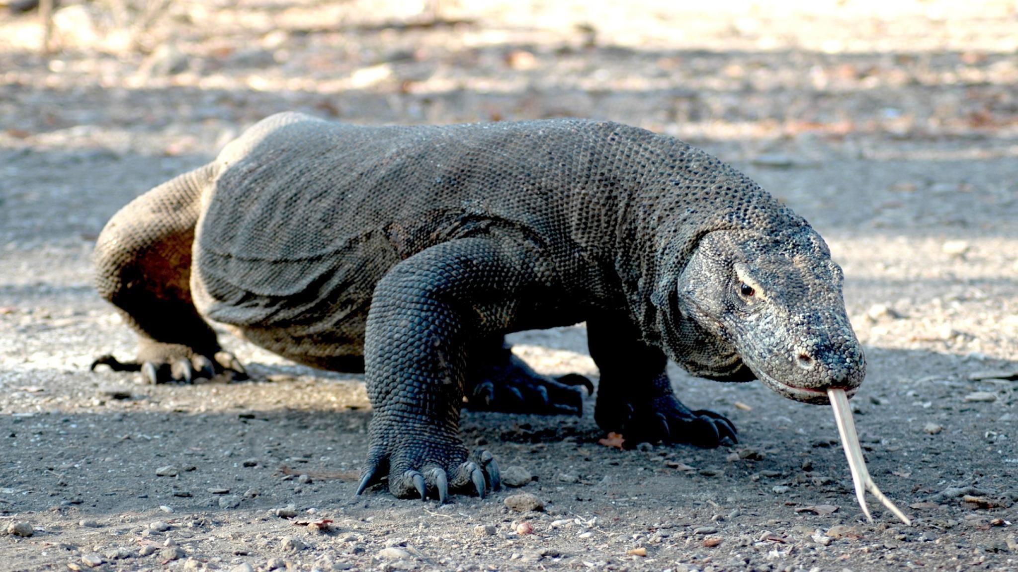 download the new for android Comodo Dragon