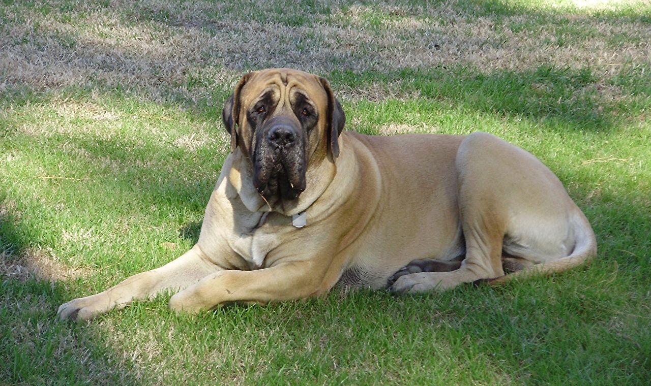 Image Dogue de Bordeaux Dogs English Mastiff Grass Animals