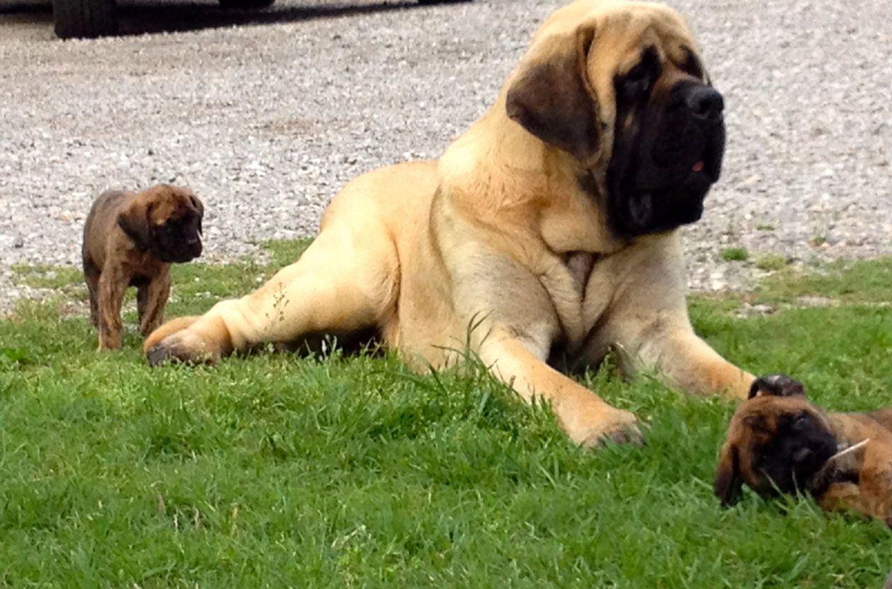 English Mastiff dog with a baby photo and wallpaper. Beautiful