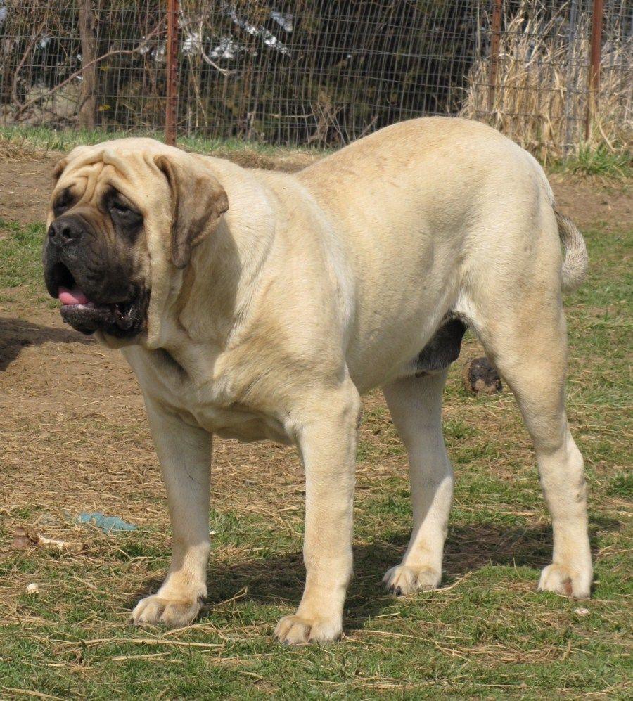 Watching English Mastiff dog photo and wallpaper. Beautiful Watching
