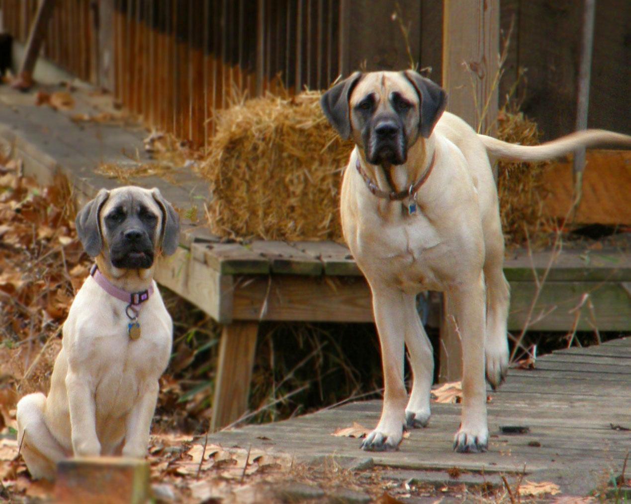 English Mastiff HD Wallpaper, Background Image