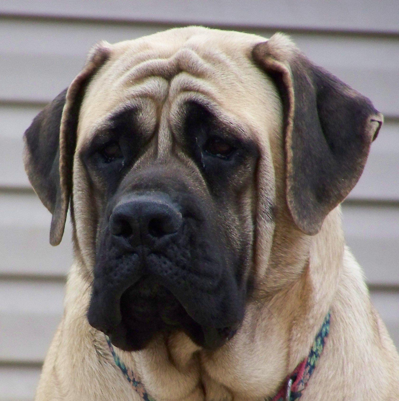English Mastiff HD Wallpaper, Background Image