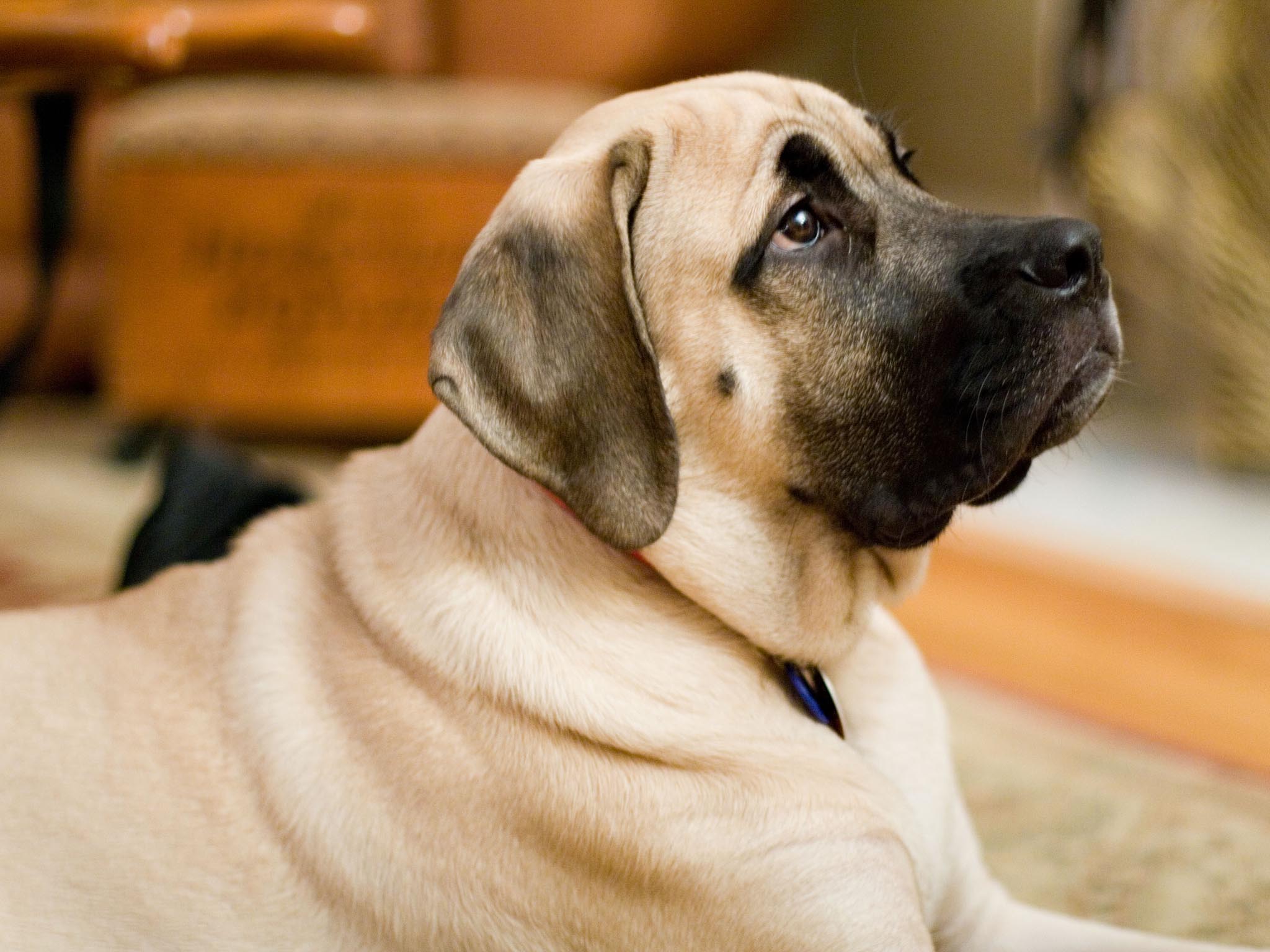 English Mastiff Puppies HD Wallpaper, Background Image