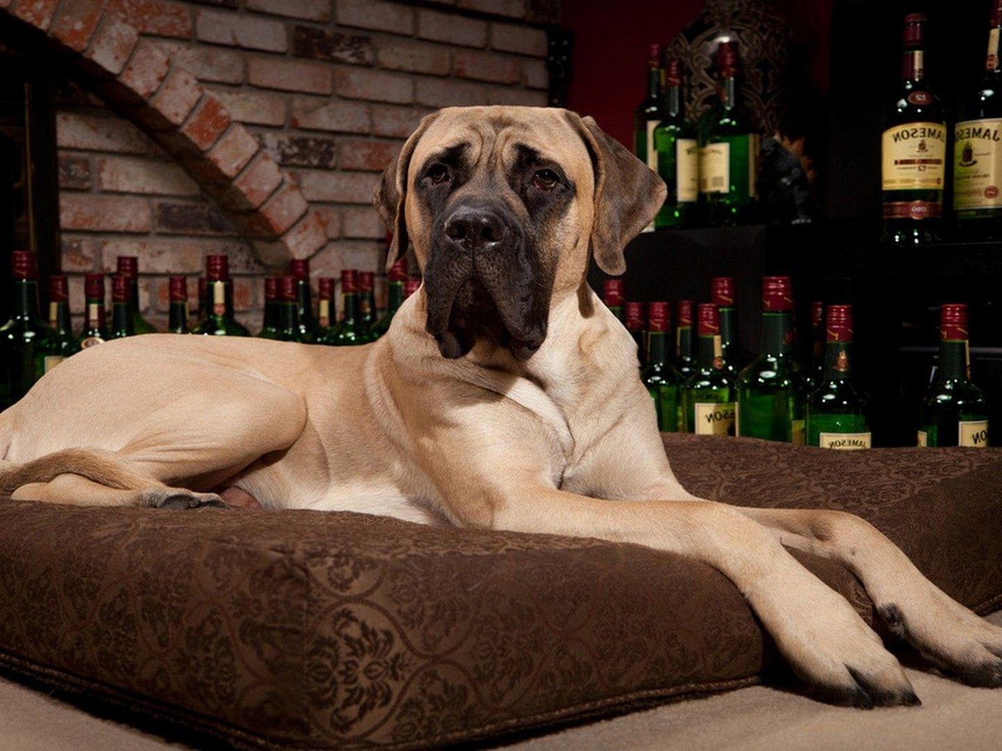 english mastiff wallpaper HD. English Mastiff wallpaper