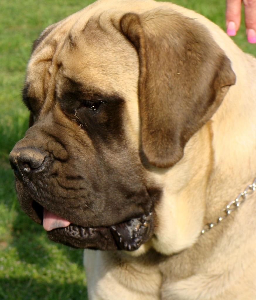 Pure English Mastiff Dog Breed Wallpaper