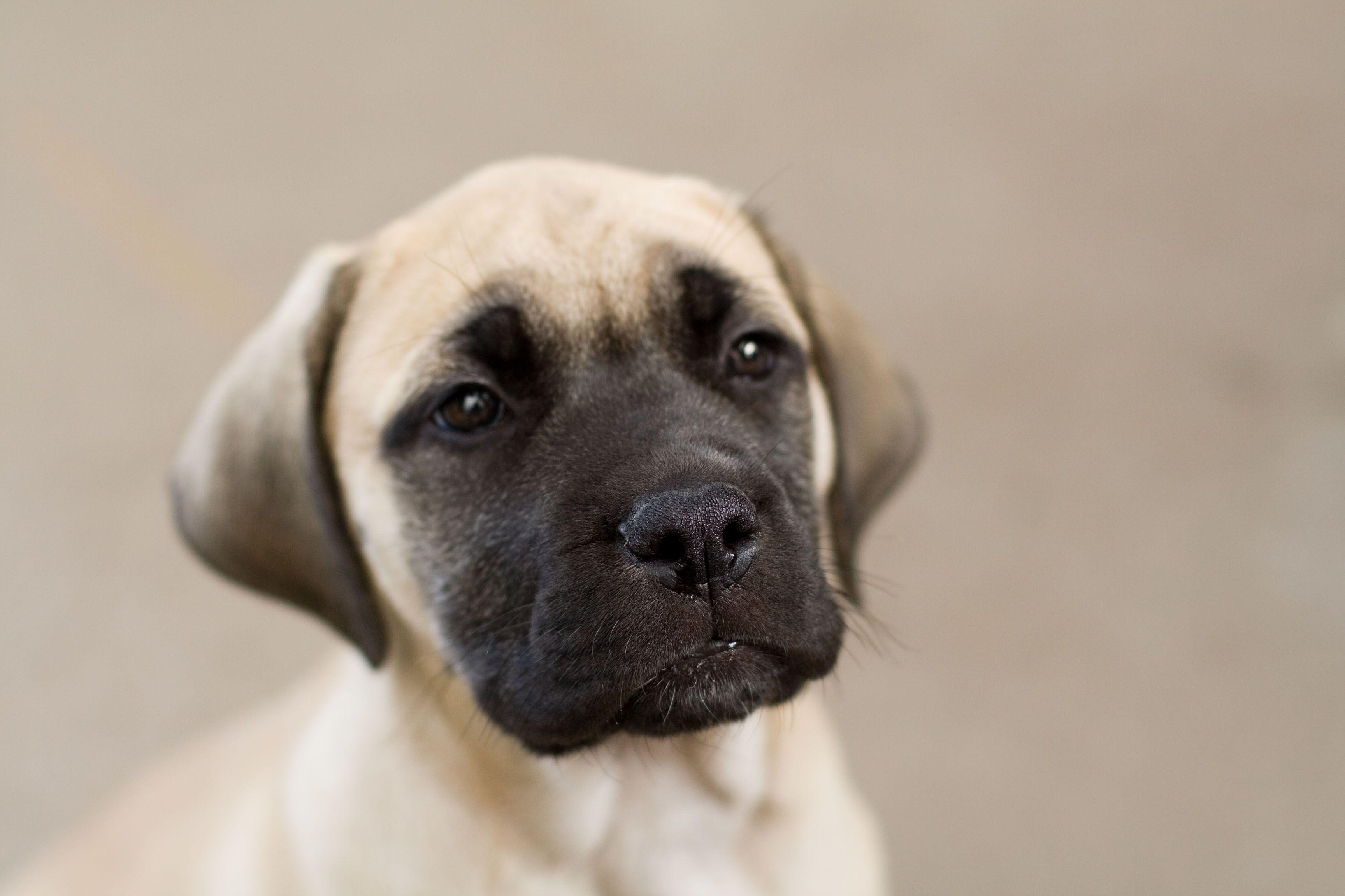 Bull Mastiff HD Wallpaper