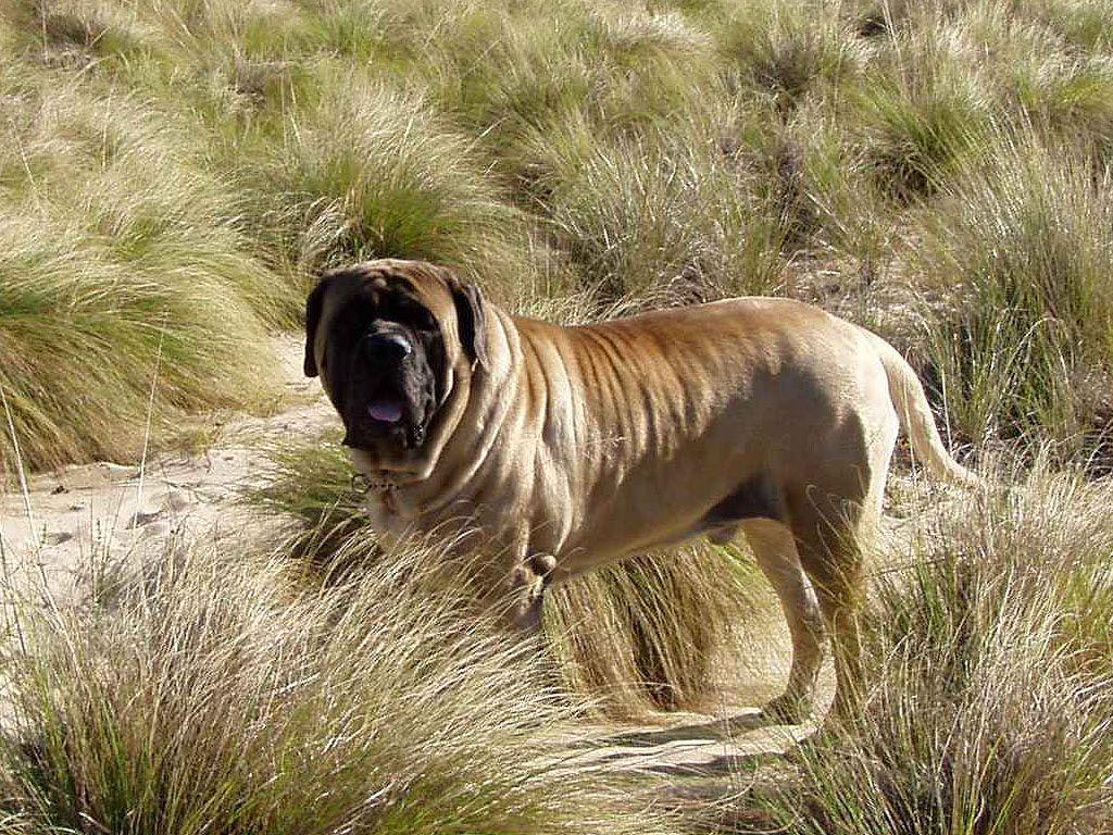 Mastiff HD Wallpaper, Background Image