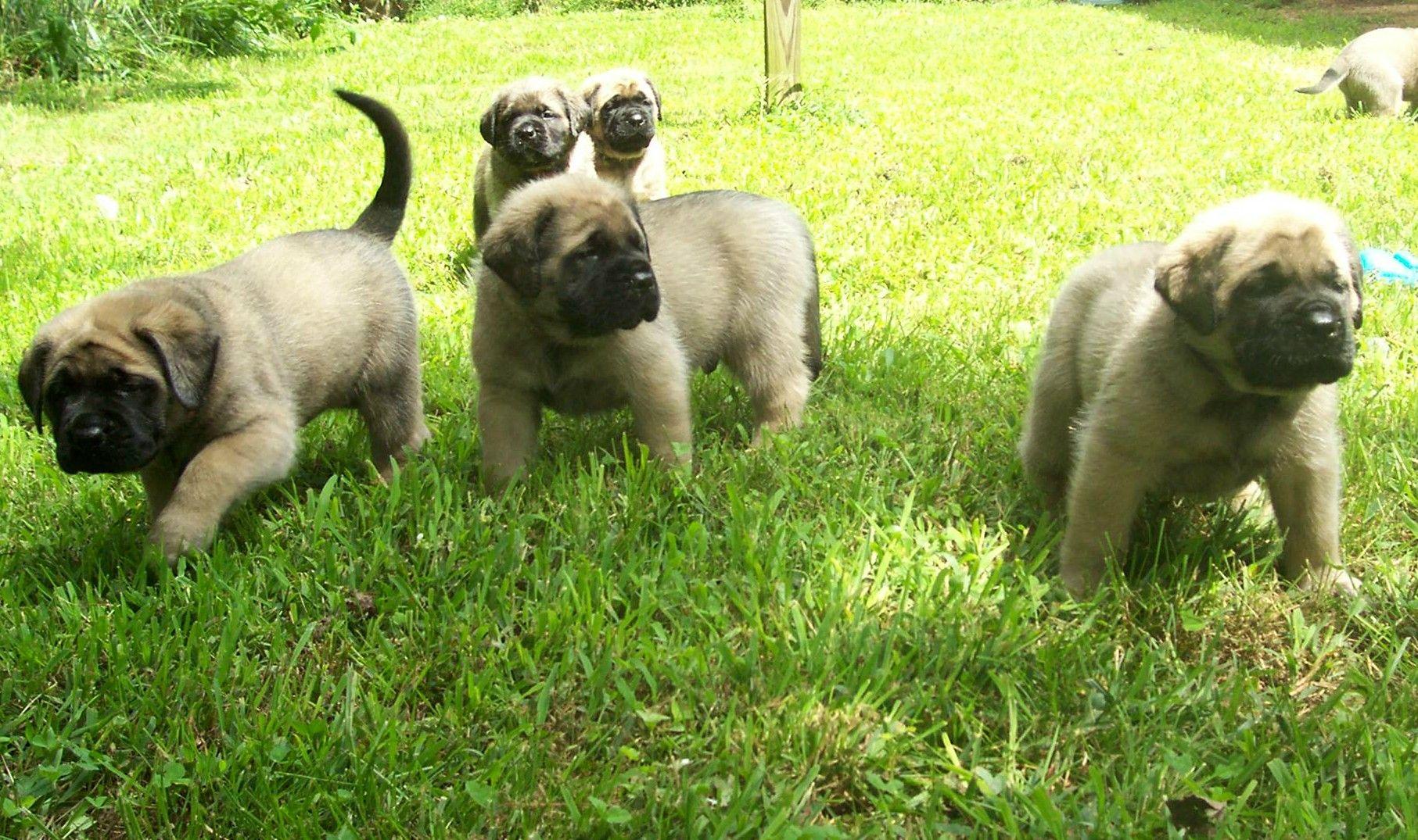 English Mastiff Wallpaper HD Download