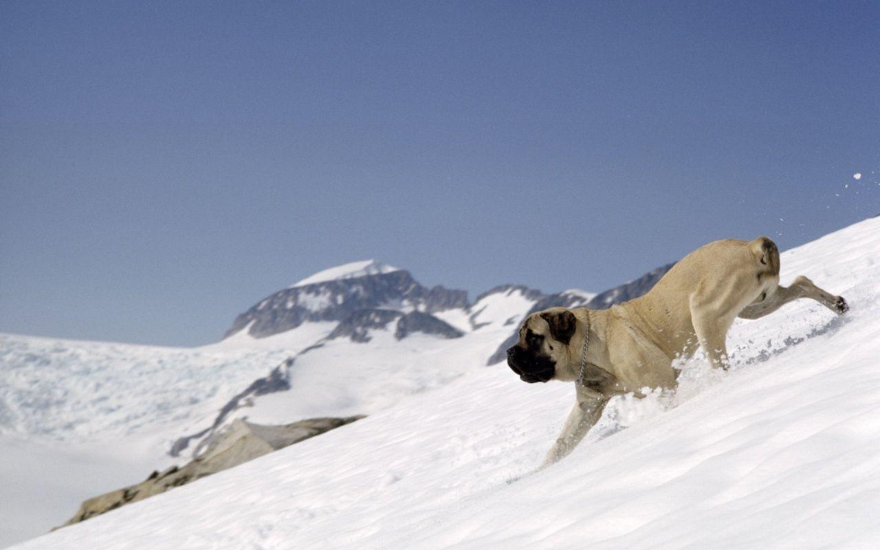 Mastiff HD Wallpaper, Background Image