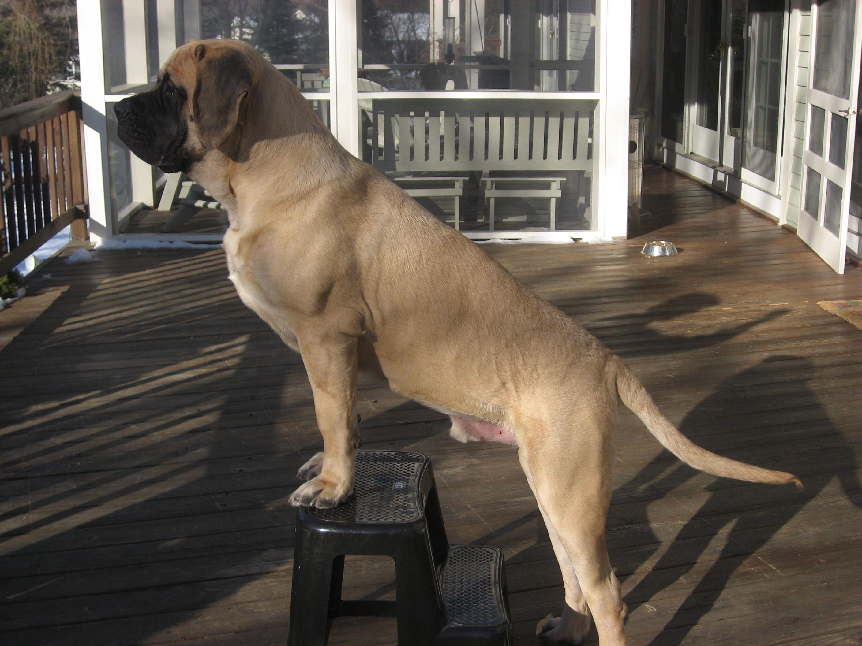 English Mastiff photo and wallpaper. The beautiful English Mastiff