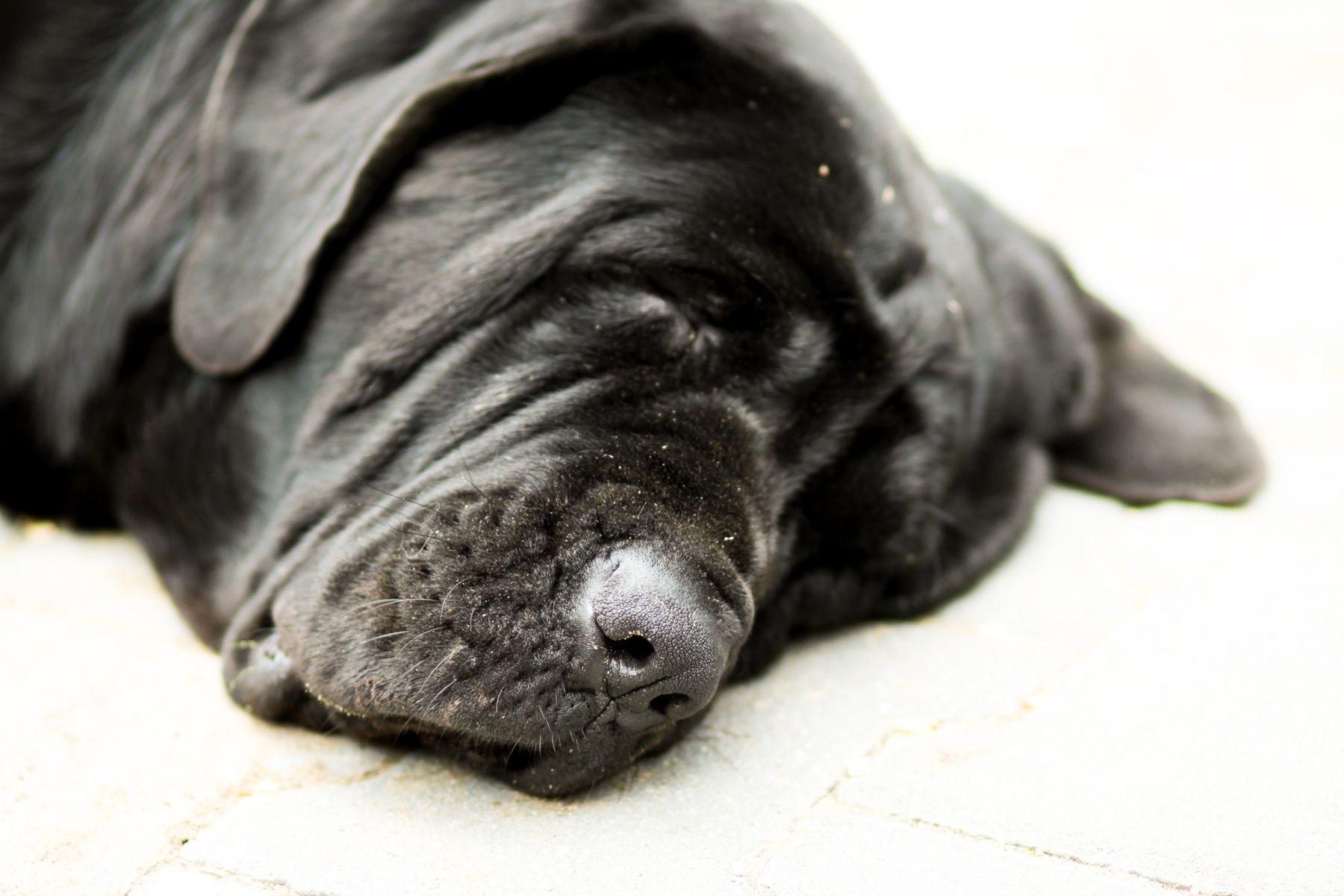 Mastiff Wallpaper. Hercules Bullmastiff