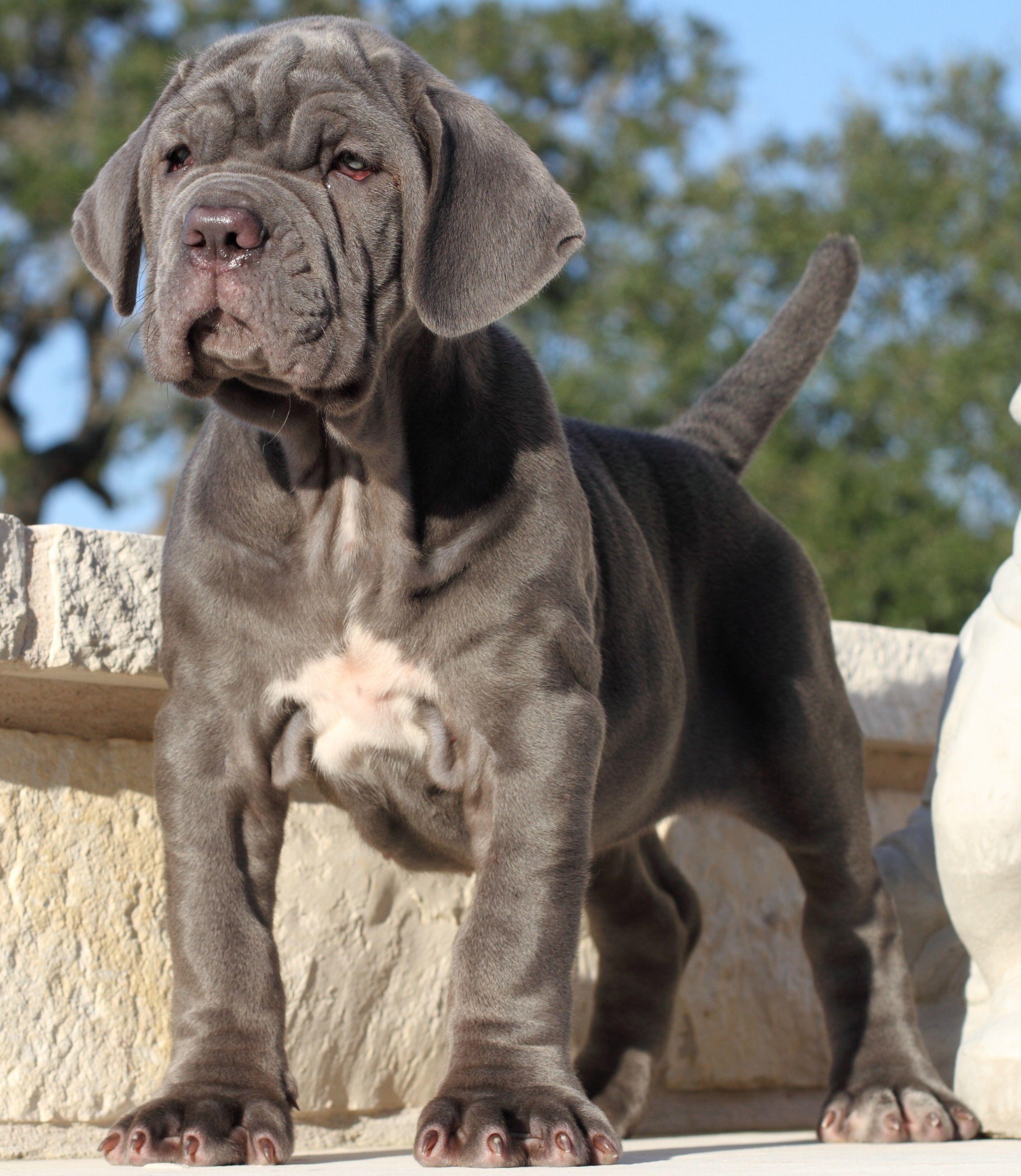 Neapolitan Mastiff