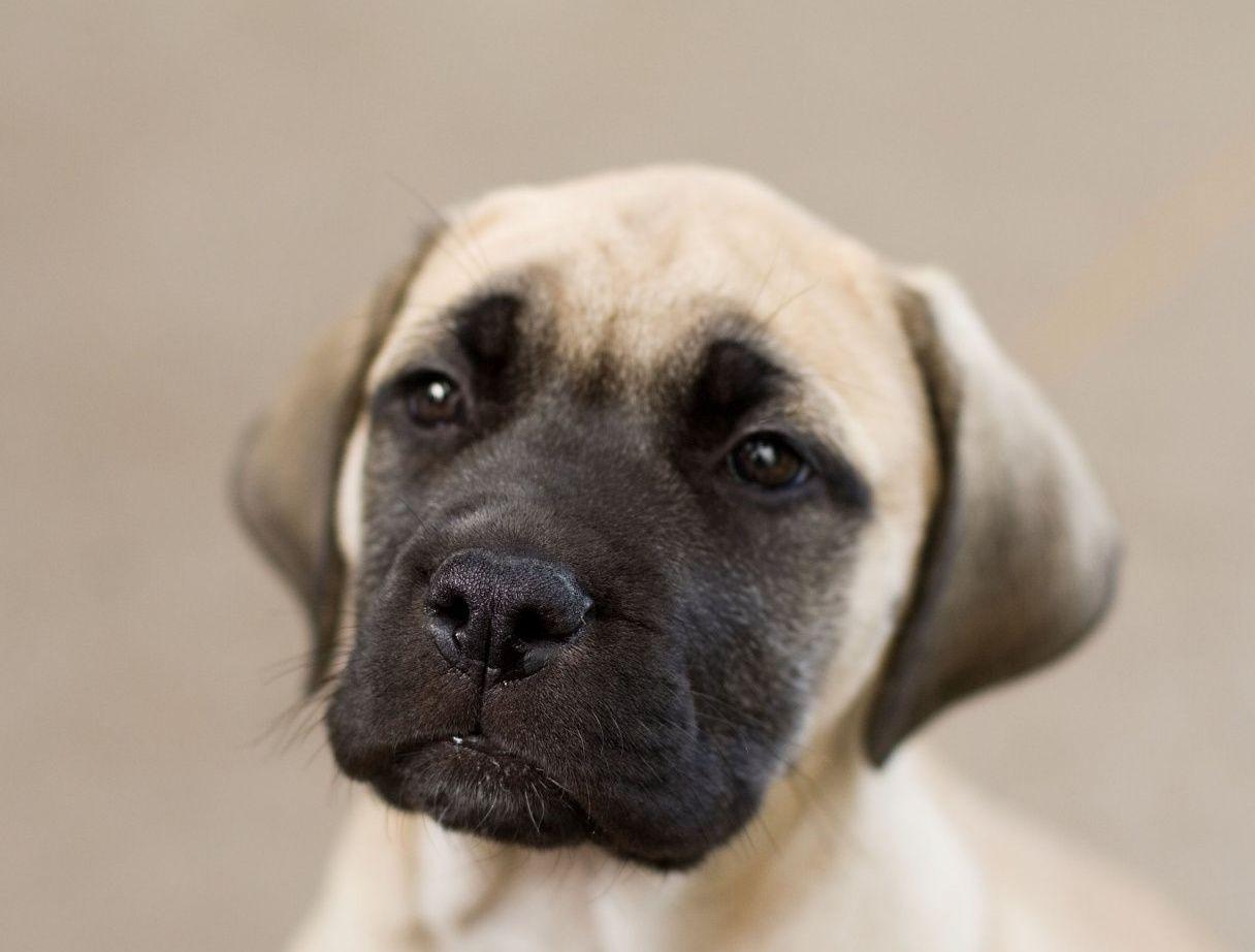 Animal Picture Society