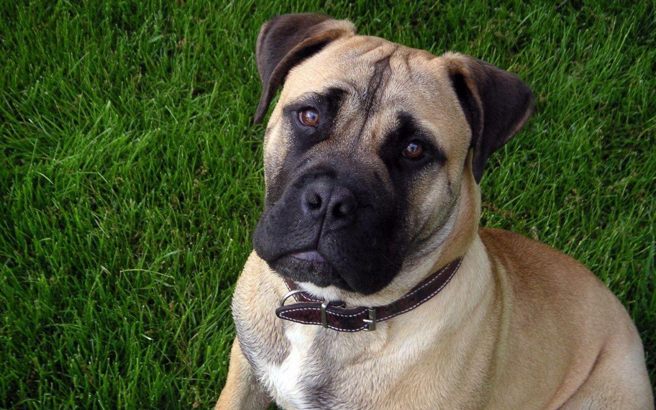 Mastiff 2 /mastiff 2/. Amazing