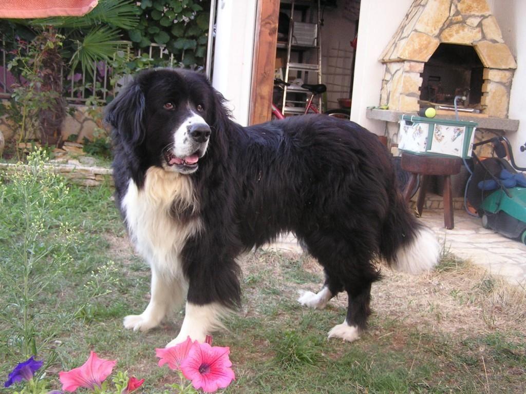 Tibetan Mastiff Wallpaper HD Download