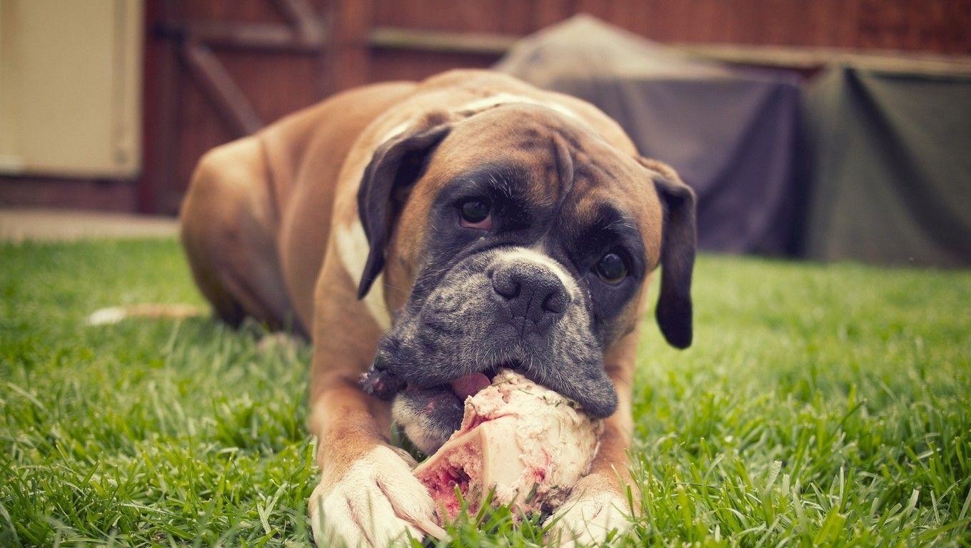 Boxer Dog Laptop HD HD 4k Wallpaper, Image, Background