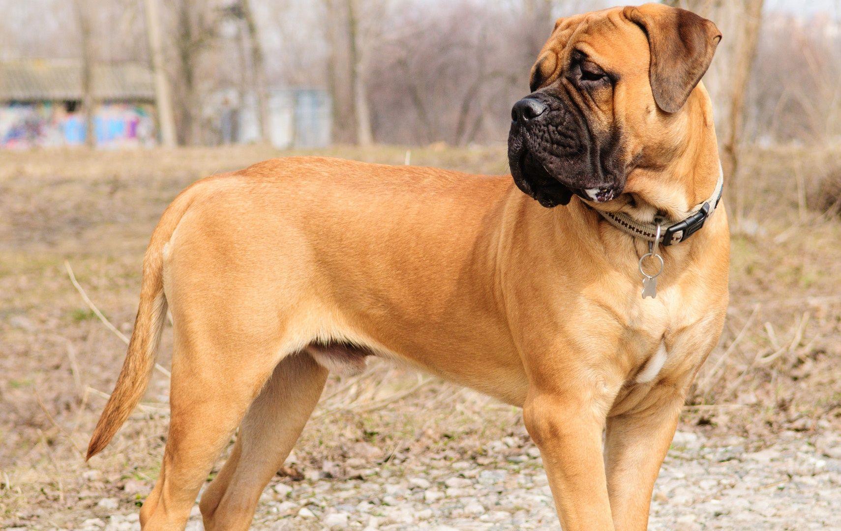 English Mastiff Wallpapers Wallpaper Cave