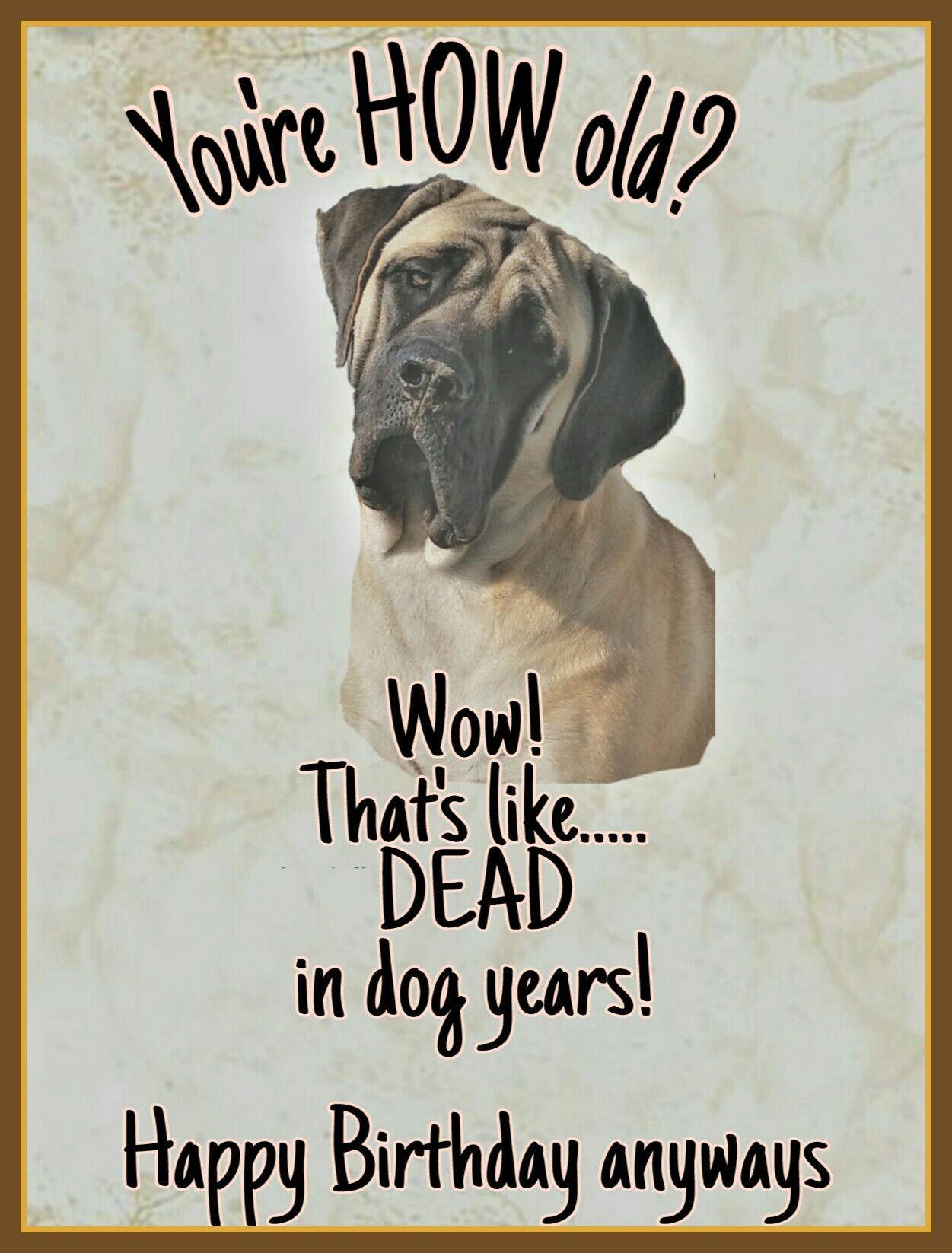 Mastiff birthday card #mastiff #englishmastiff #bigdog #gentlegiant